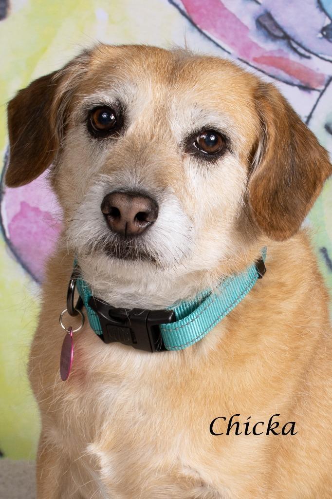 Enlarge Chicka (now Willow), a Adoptable mixed breed in Gilbert, AZ image 2/2