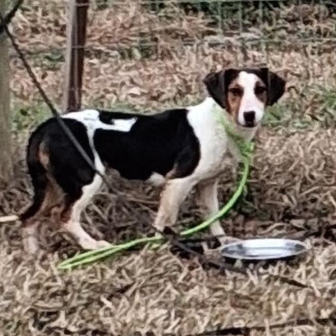 Macy - COME MEET!, Adoptable, Young Female Collie & Australian Cattle Dog / Blue Heeler.
