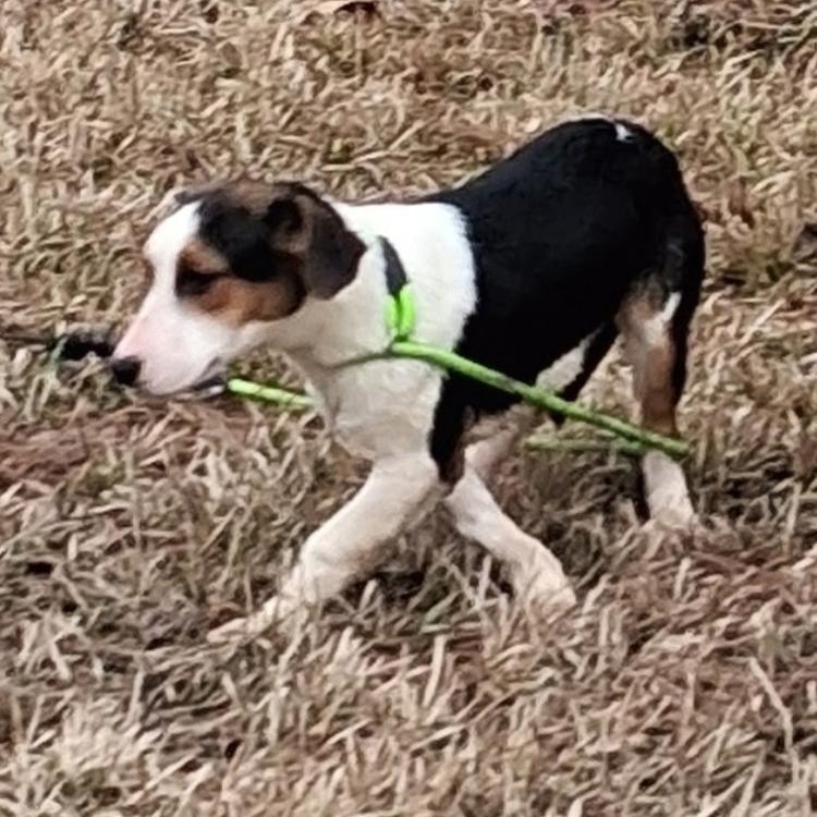 Enlarge Macy - COME MEET!, a Adoptable mixed breed in Medfield, MA image 2/3