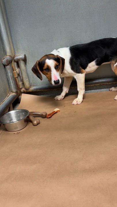 Enlarge Macy - COME MEET!, a Adoptable mixed breed in Medfield, MA video 3/3