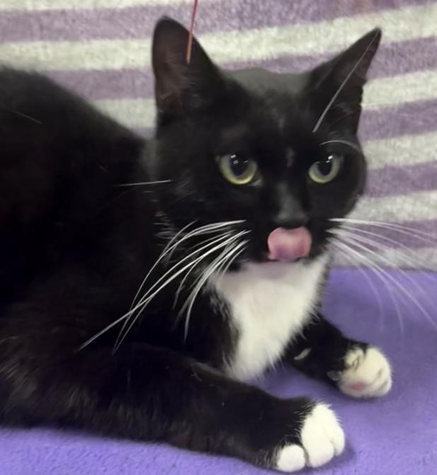 LILITH, a Adoptable Domestic Short Hair in Tillsonburg, ON image 3/6