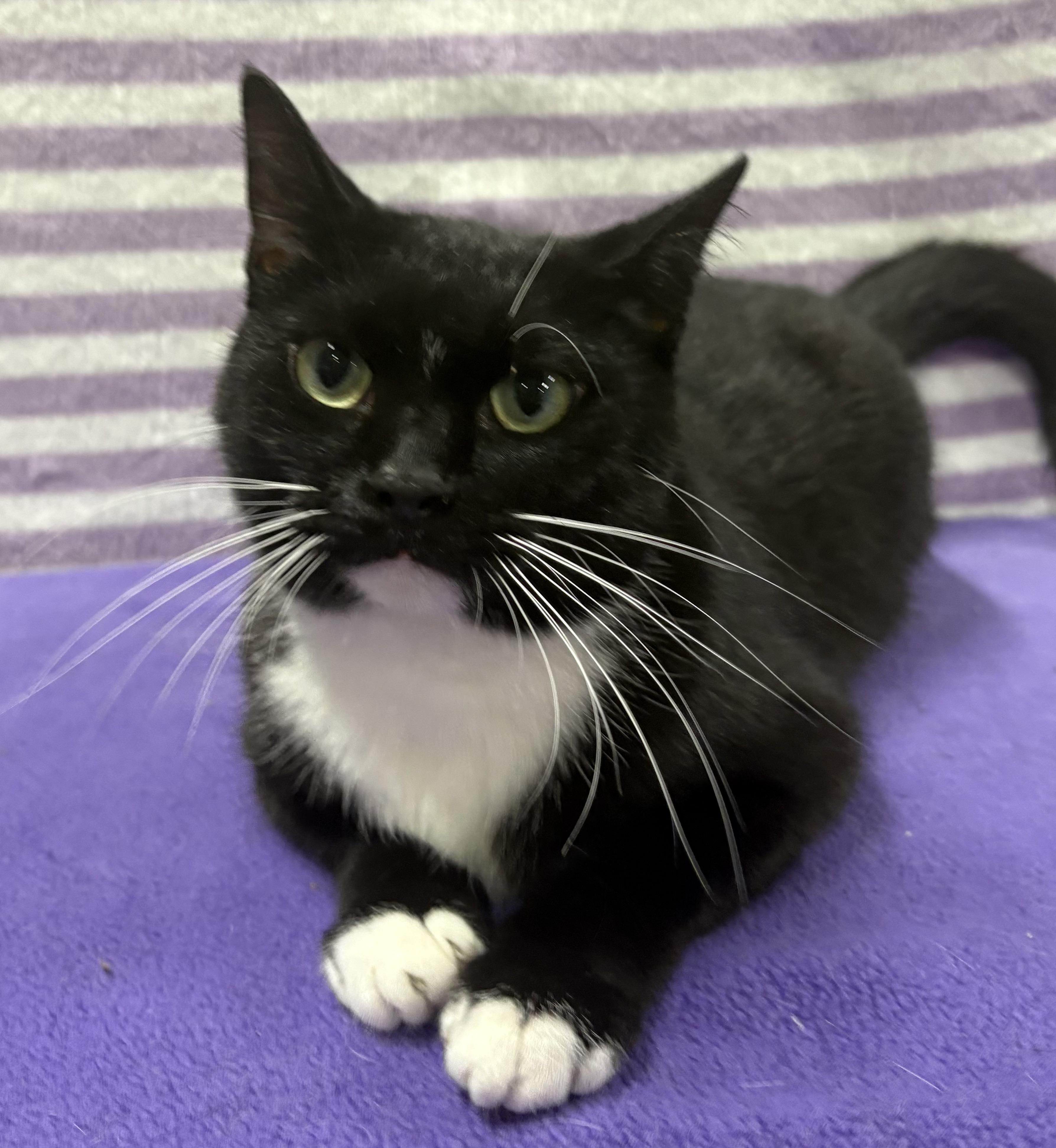 LILITH, a Adoptable Domestic Short Hair in Tillsonburg, ON image 2/6