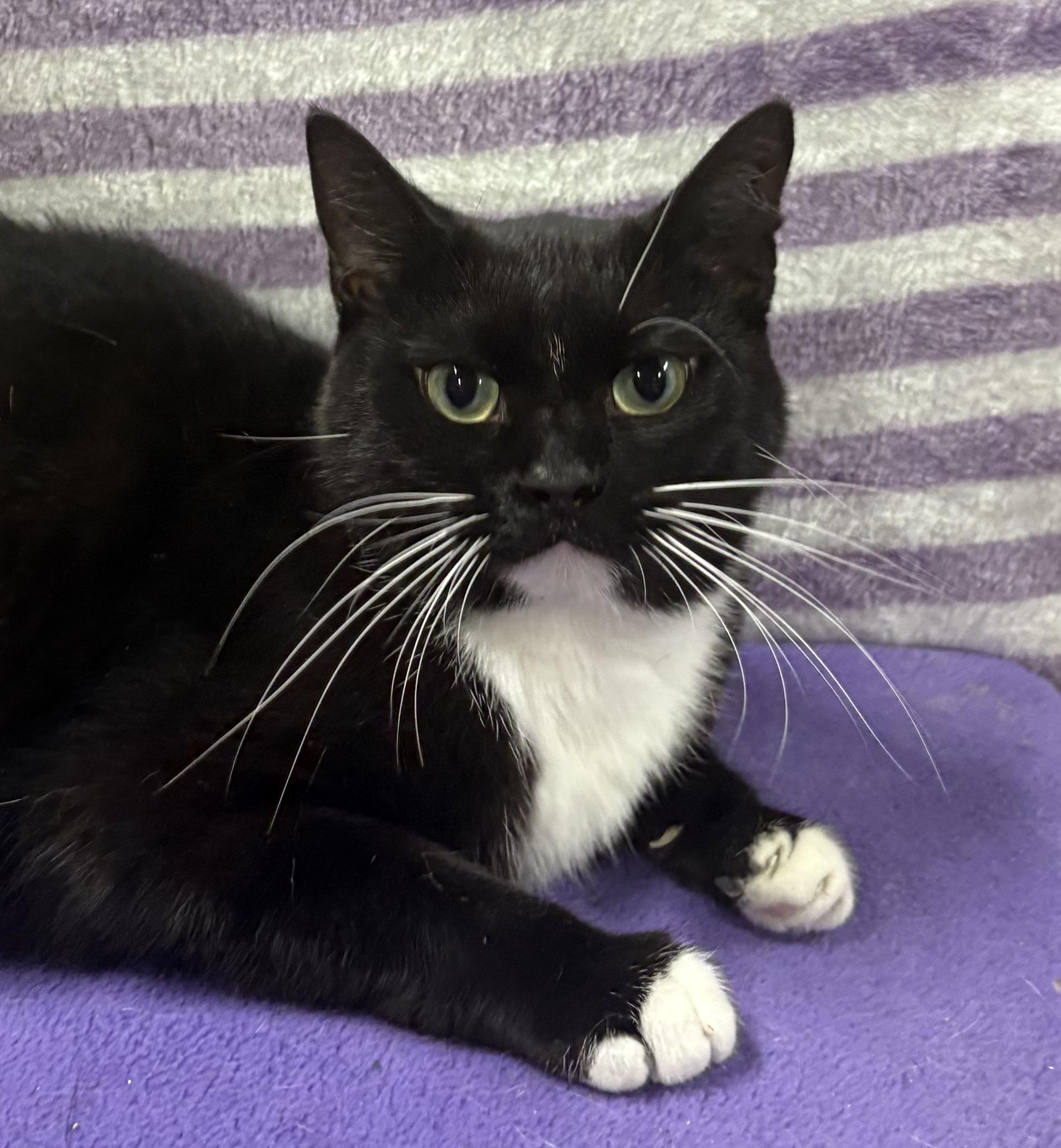 LILITH, a Adoptable Domestic Short Hair in Tillsonburg, ON image 4/6