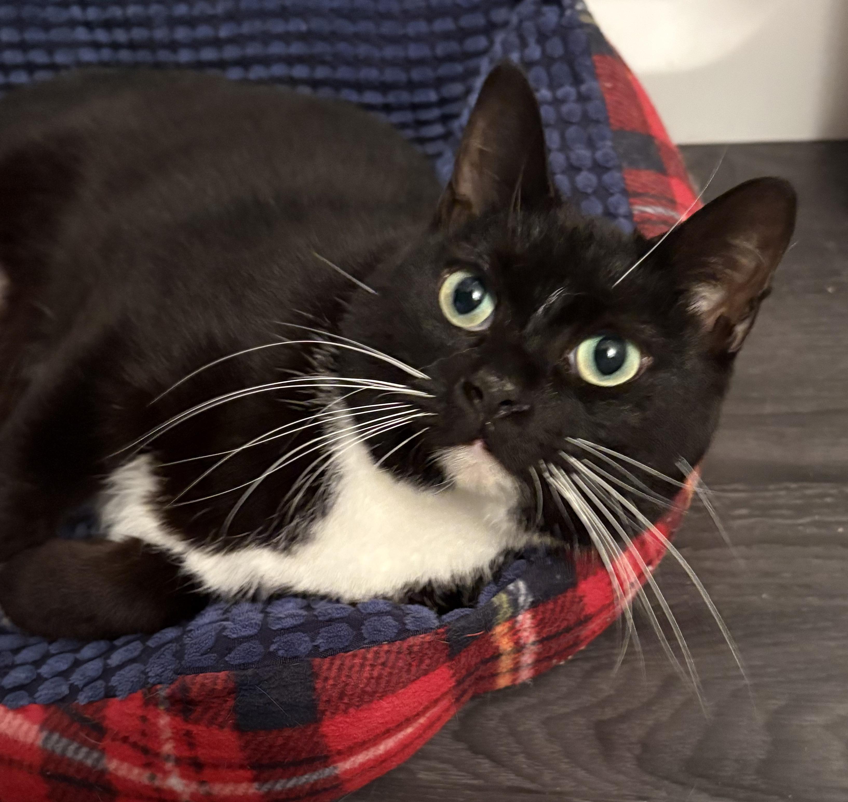 LILITH, a Adoptable Domestic Short Hair in Tillsonburg, ON image 1/6