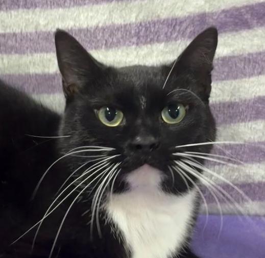 LILITH, a Adoptable Domestic Short Hair in Tillsonburg, ON image 5/6
