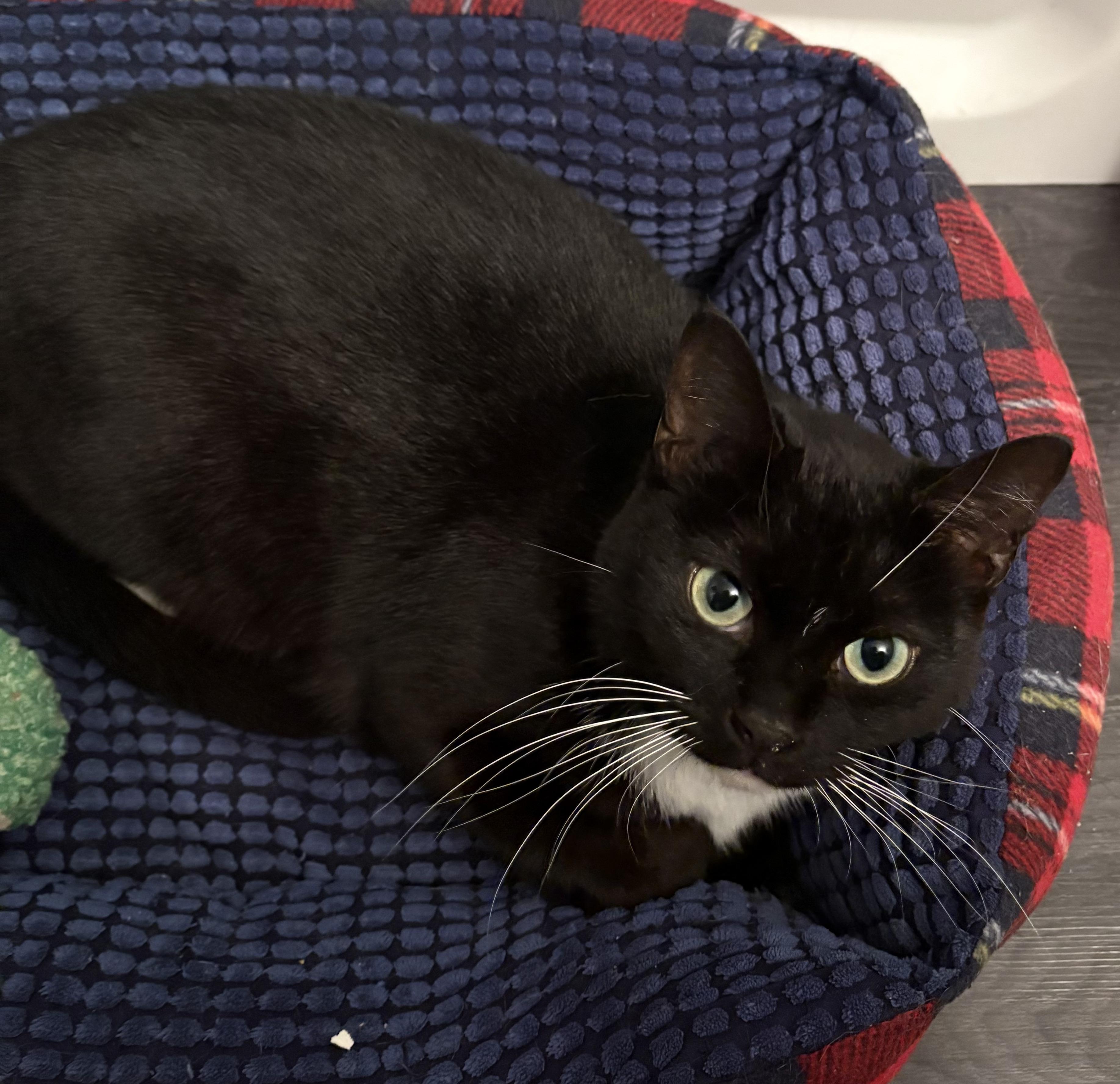LILITH, a Adoptable Domestic Short Hair in Tillsonburg, ON image 6/6