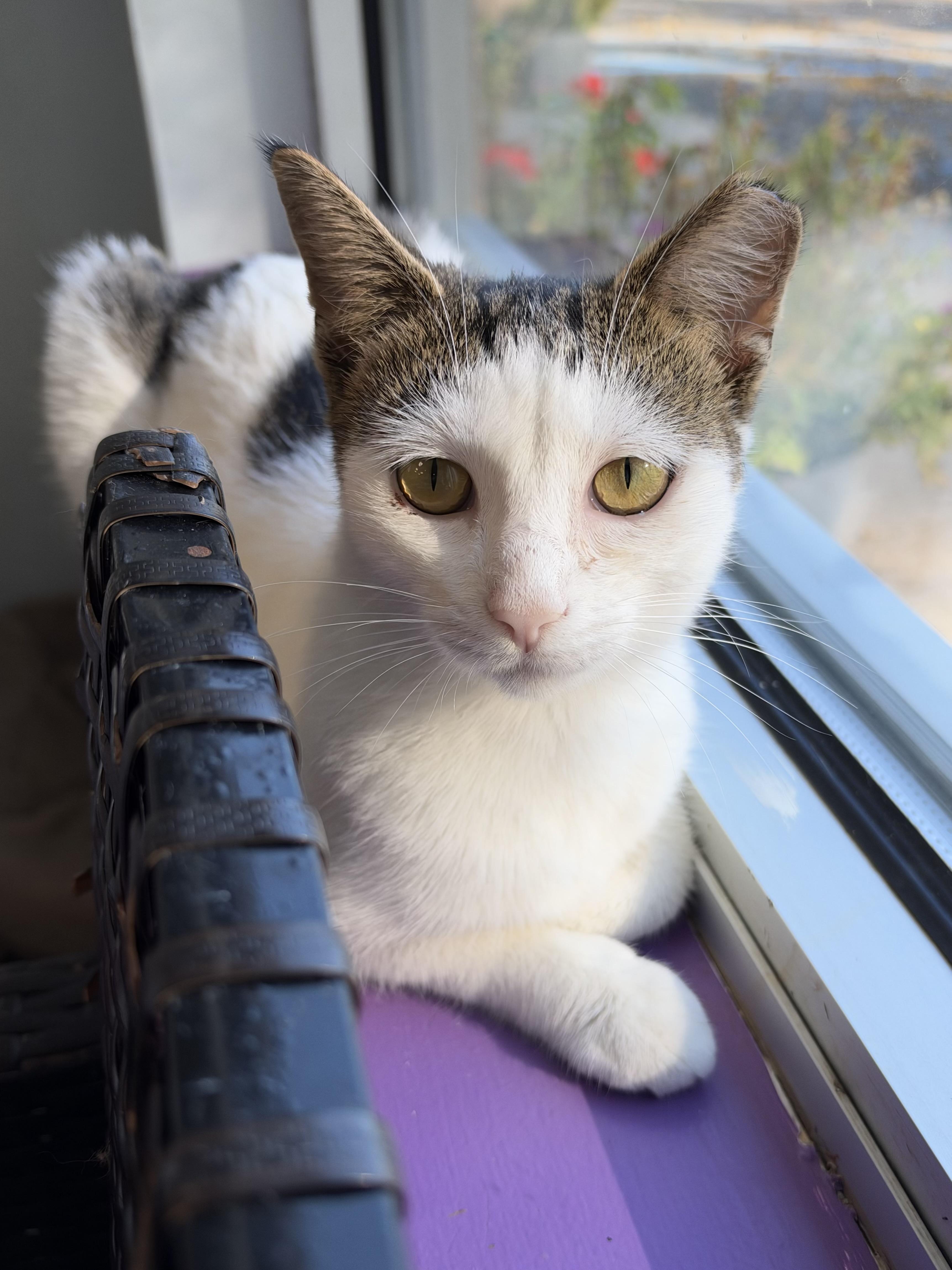 Enlarge Espurr, a Adoptable Domestic Short Hair in Grand Rapids, MI image 2/6