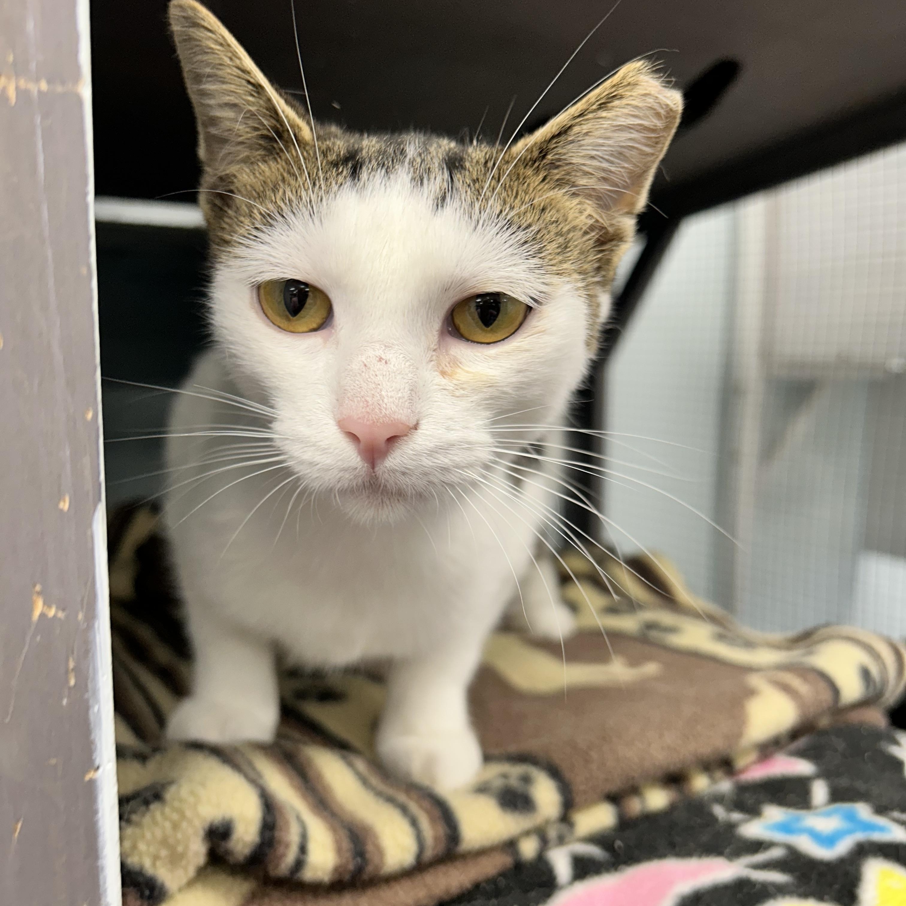 Enlarge Espurr, a Adoptable Domestic Short Hair in Grand Rapids, MI image 5/6