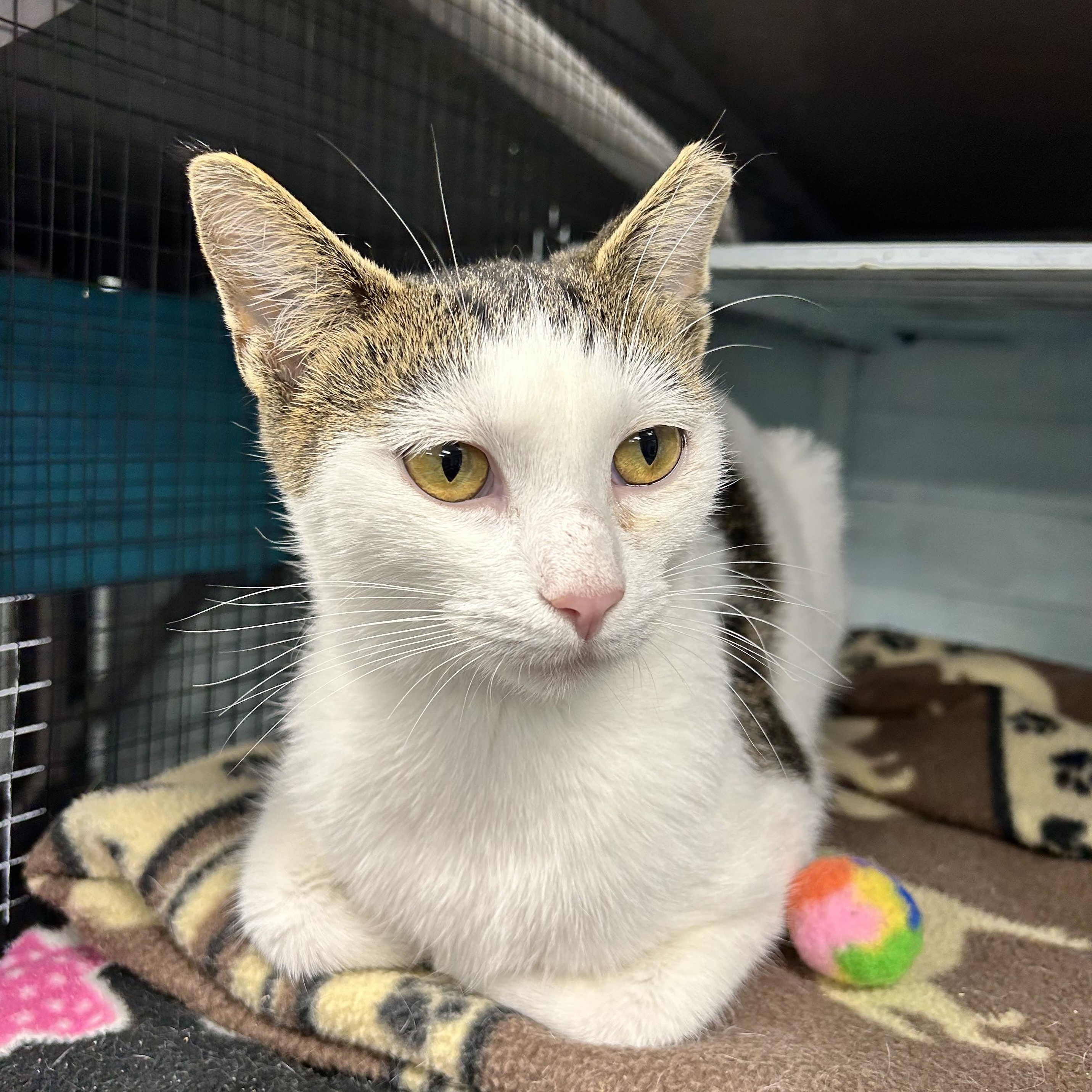 Enlarge Espurr, a Adoptable Domestic Short Hair in Grand Rapids, MI image 3/6