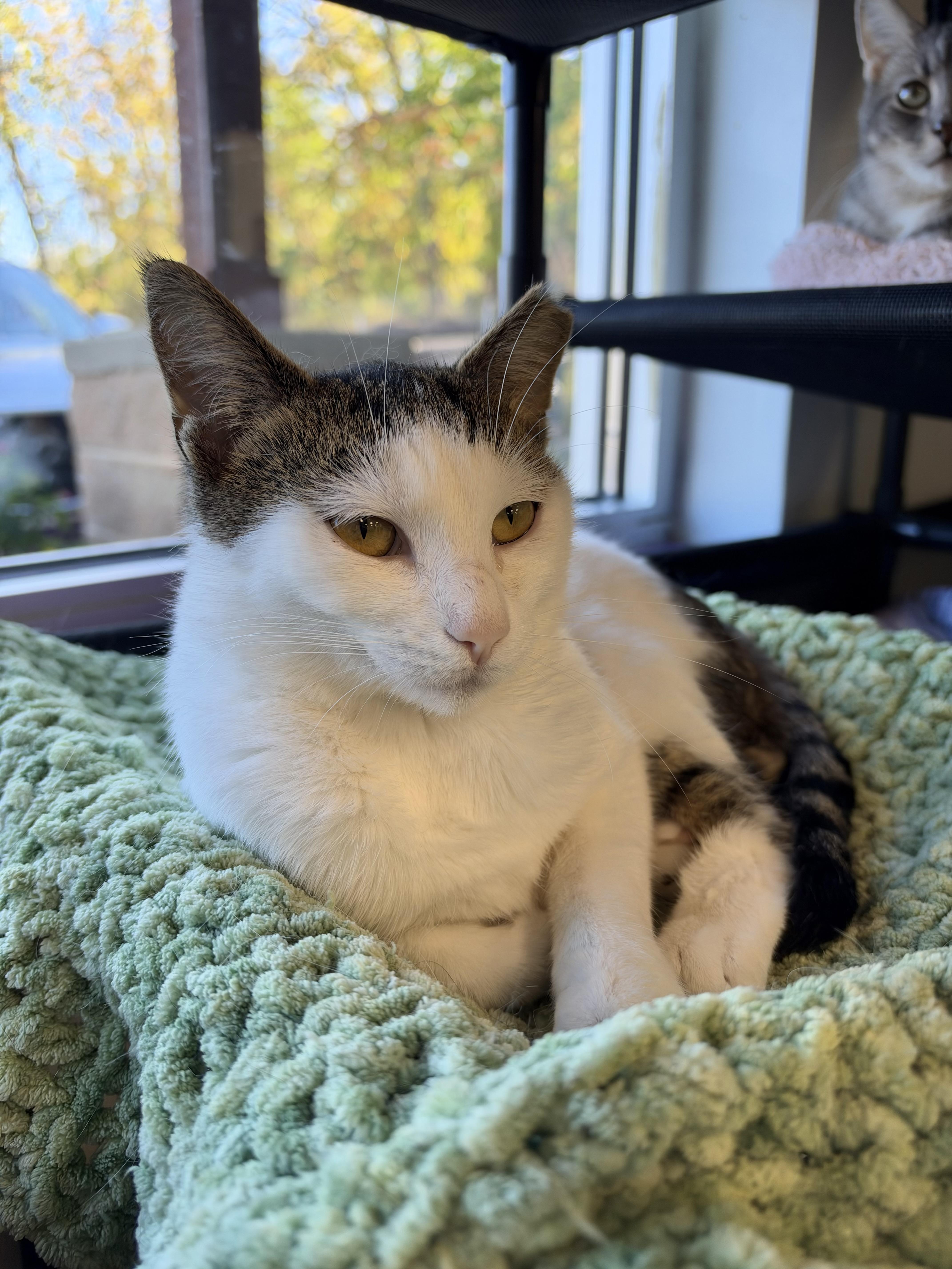Enlarge Espurr, a Adoptable Domestic Short Hair in Grand Rapids, MI image 6/6
