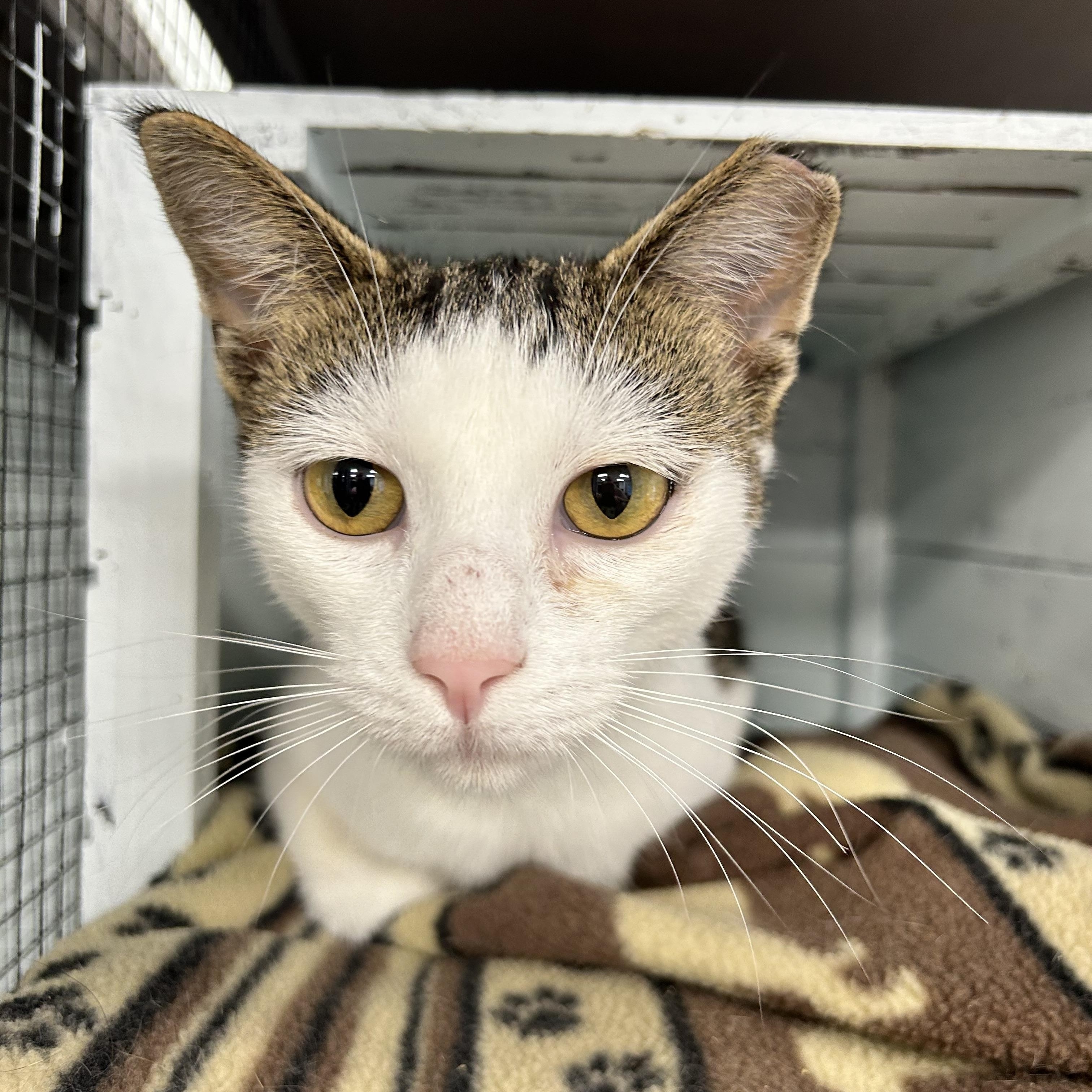 Espurr, Adoptable, Young Female Domestic Short Hair.