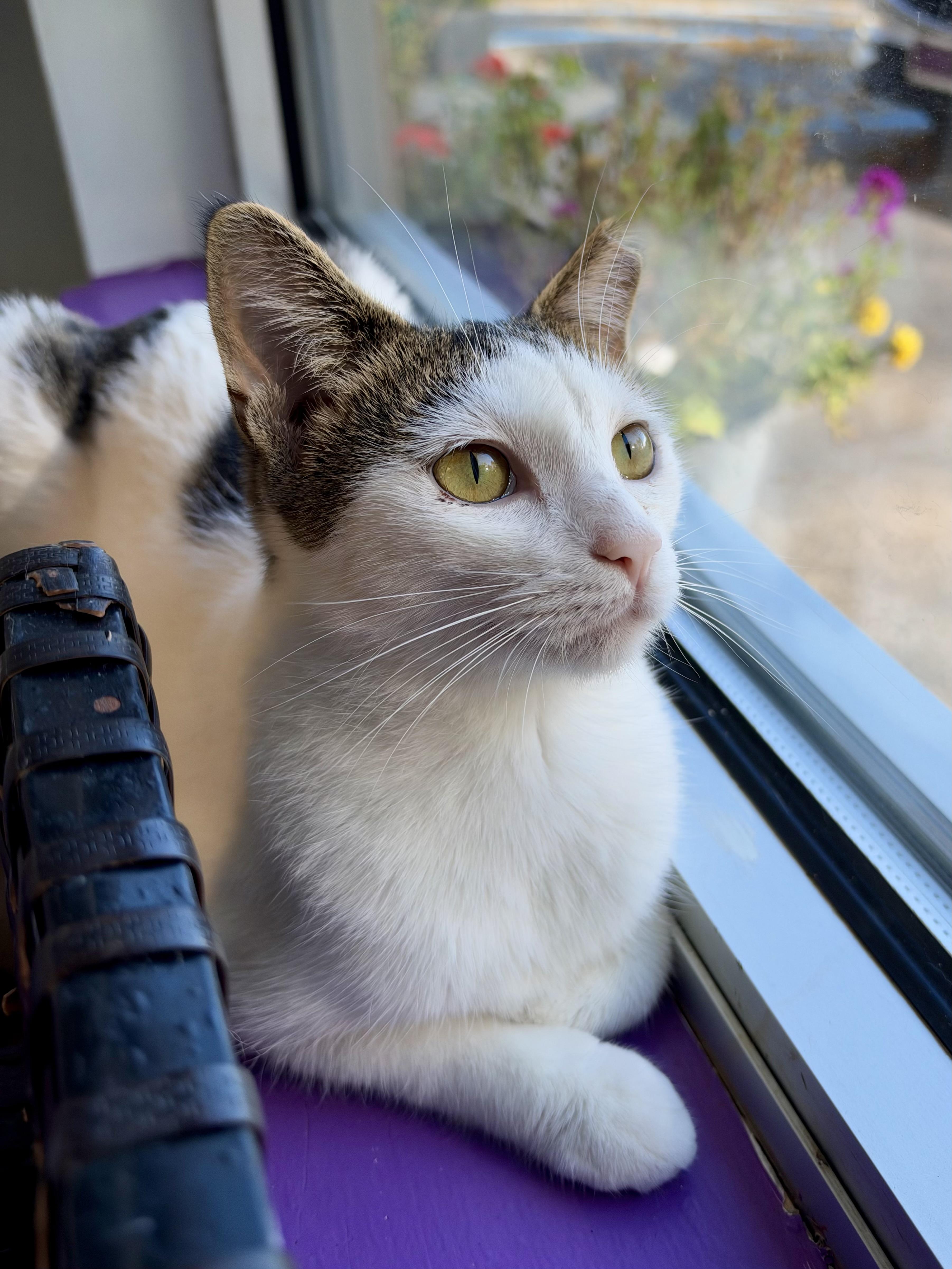 Enlarge Espurr, a Adoptable Domestic Short Hair in Grand Rapids, MI image 4/6