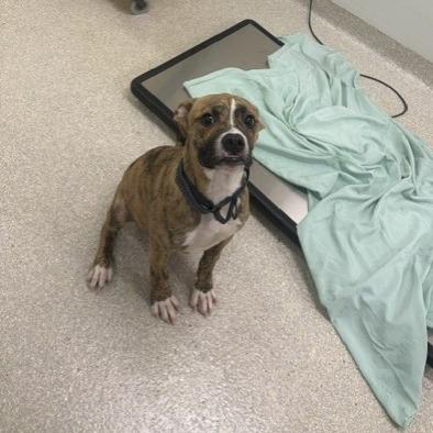 Zig, Adoptable, Young Male Boxer & Mixed Breed.