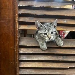 Amaran, an adopted Domestic Short Hair in Owatonna, MN image 3/4