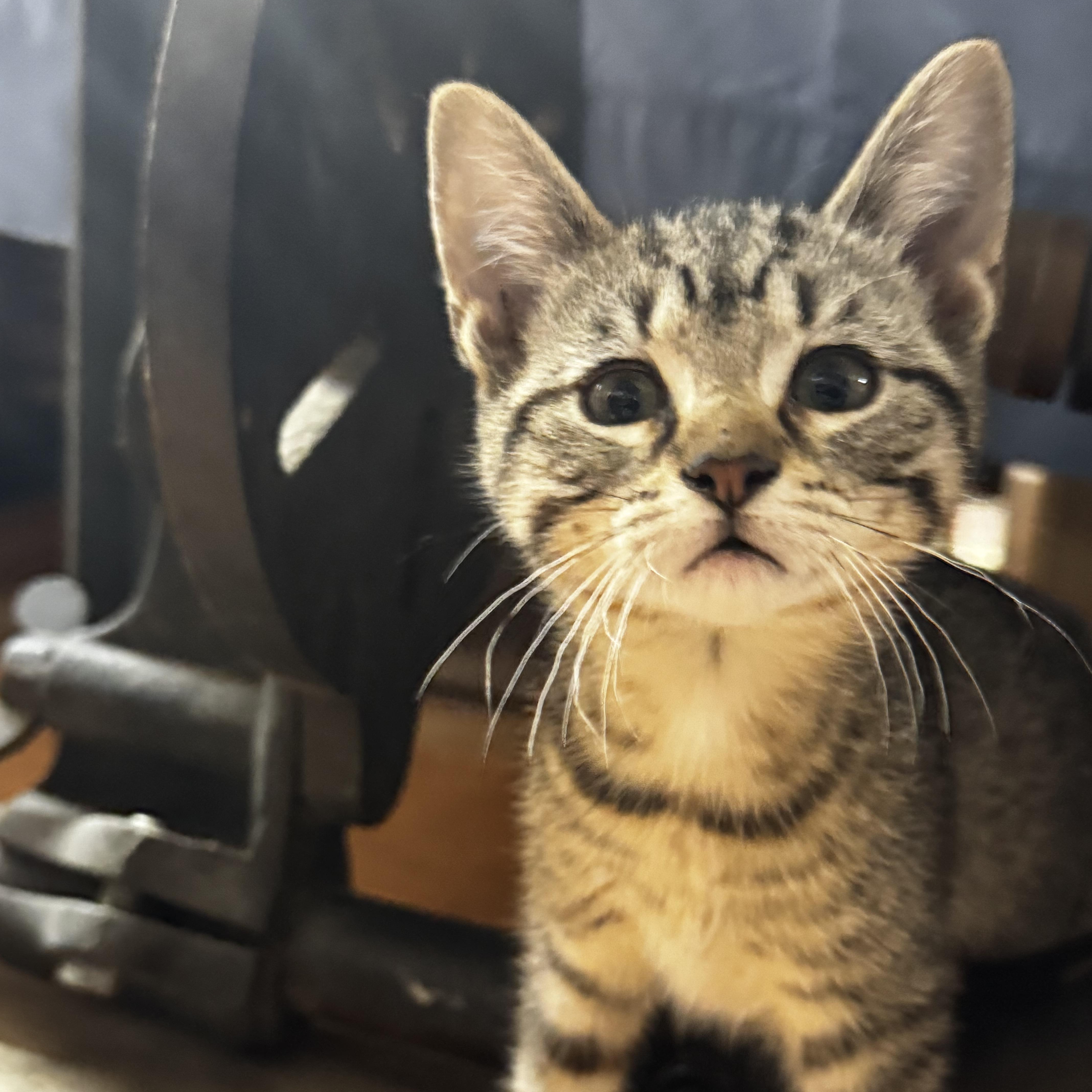 Amaran, adopted, Kitten Female Domestic Short Hair.