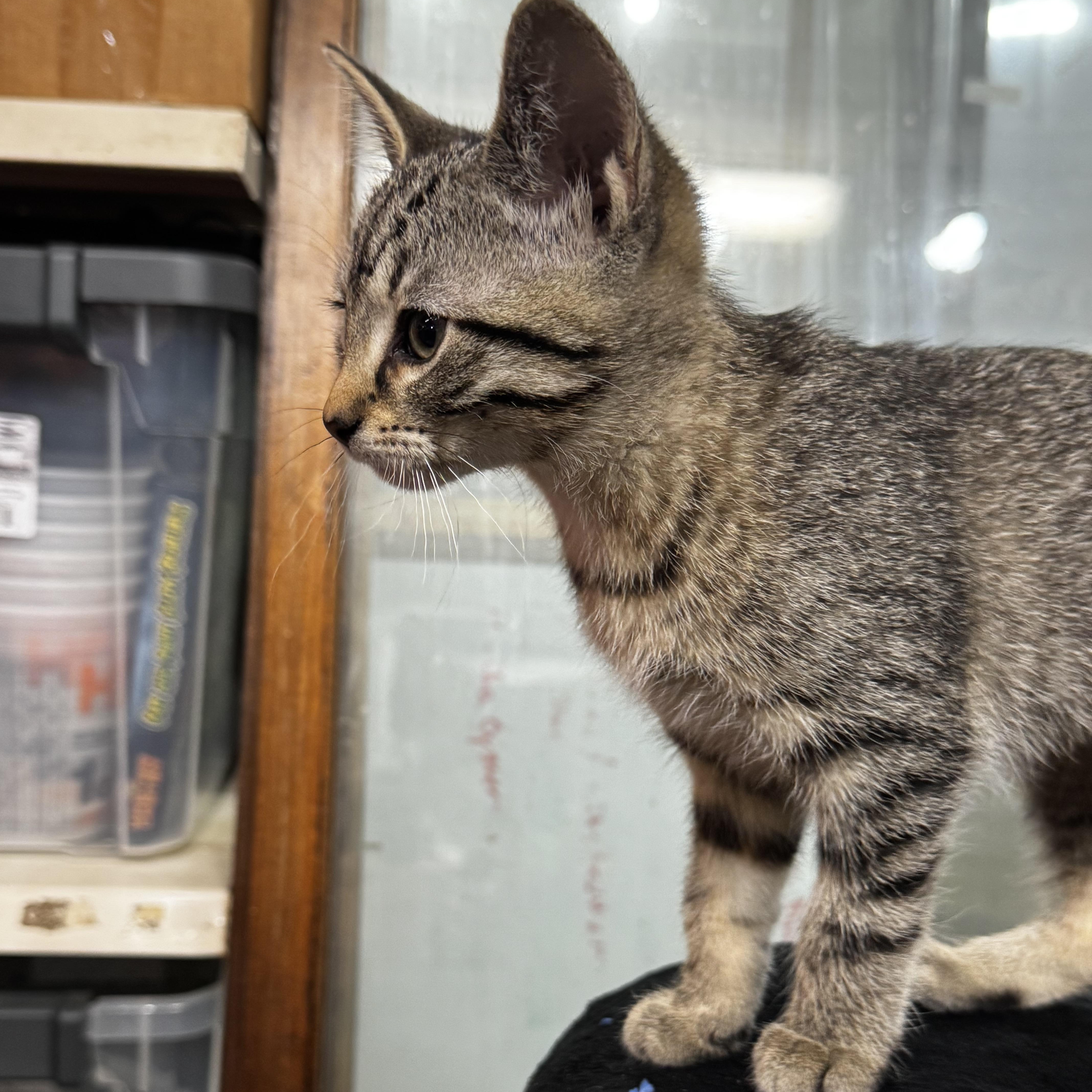 Amaran, an adopted Domestic Short Hair in Owatonna, MN image 4/4