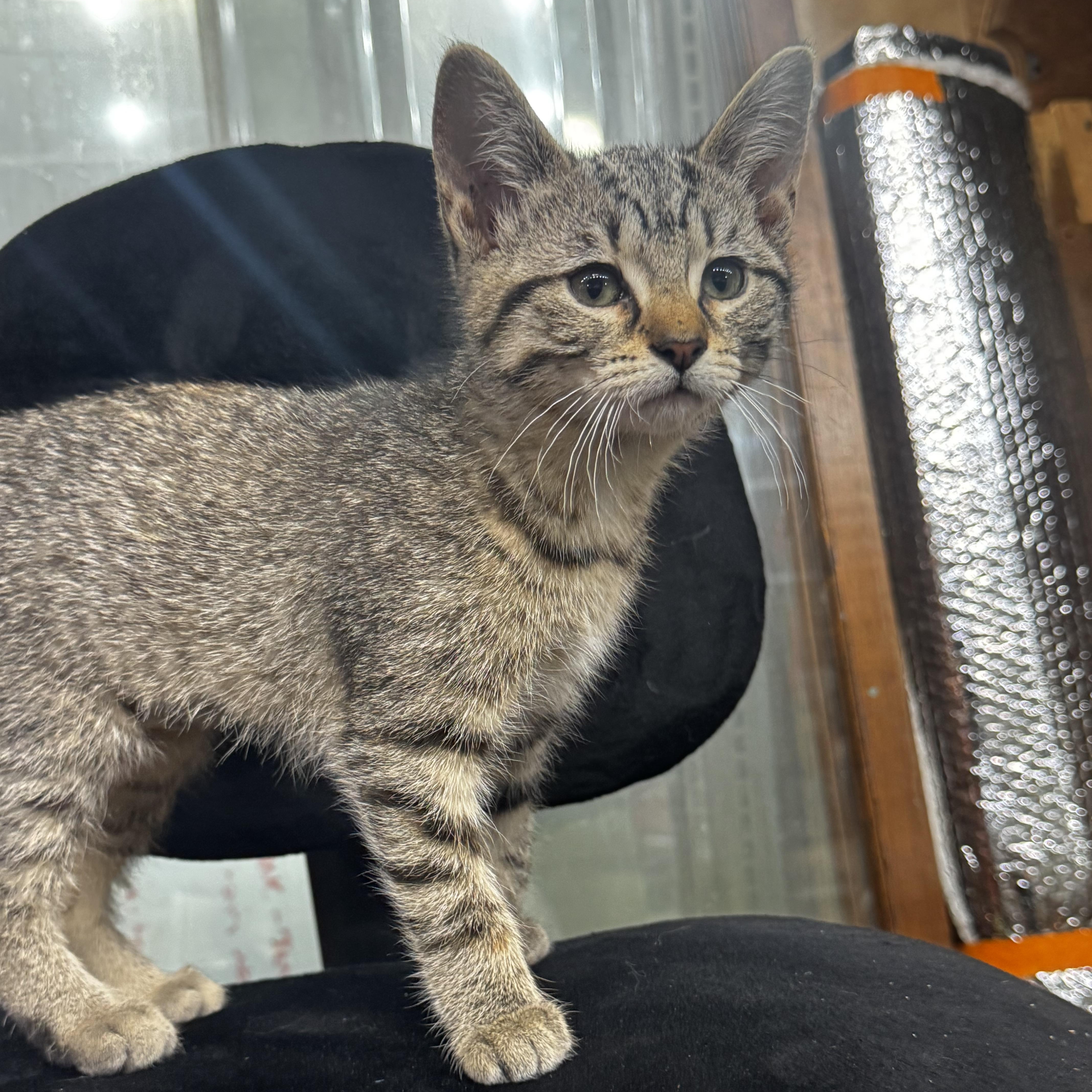 Amaran, an adopted Domestic Short Hair in Owatonna, MN image 2/4