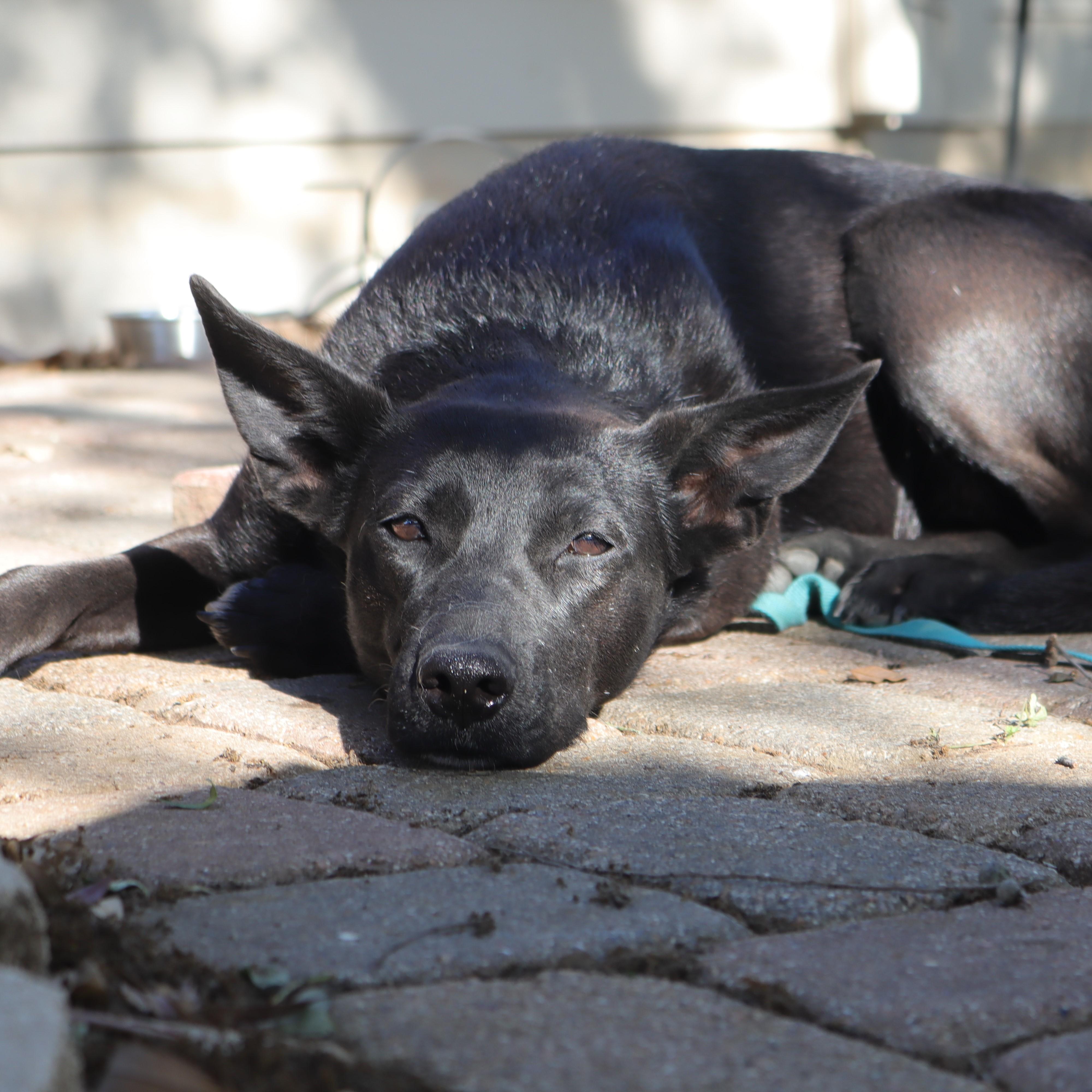 Persephone, Adoptable, Adult Female German Shepherd Dog & Black Labrador Retriever.