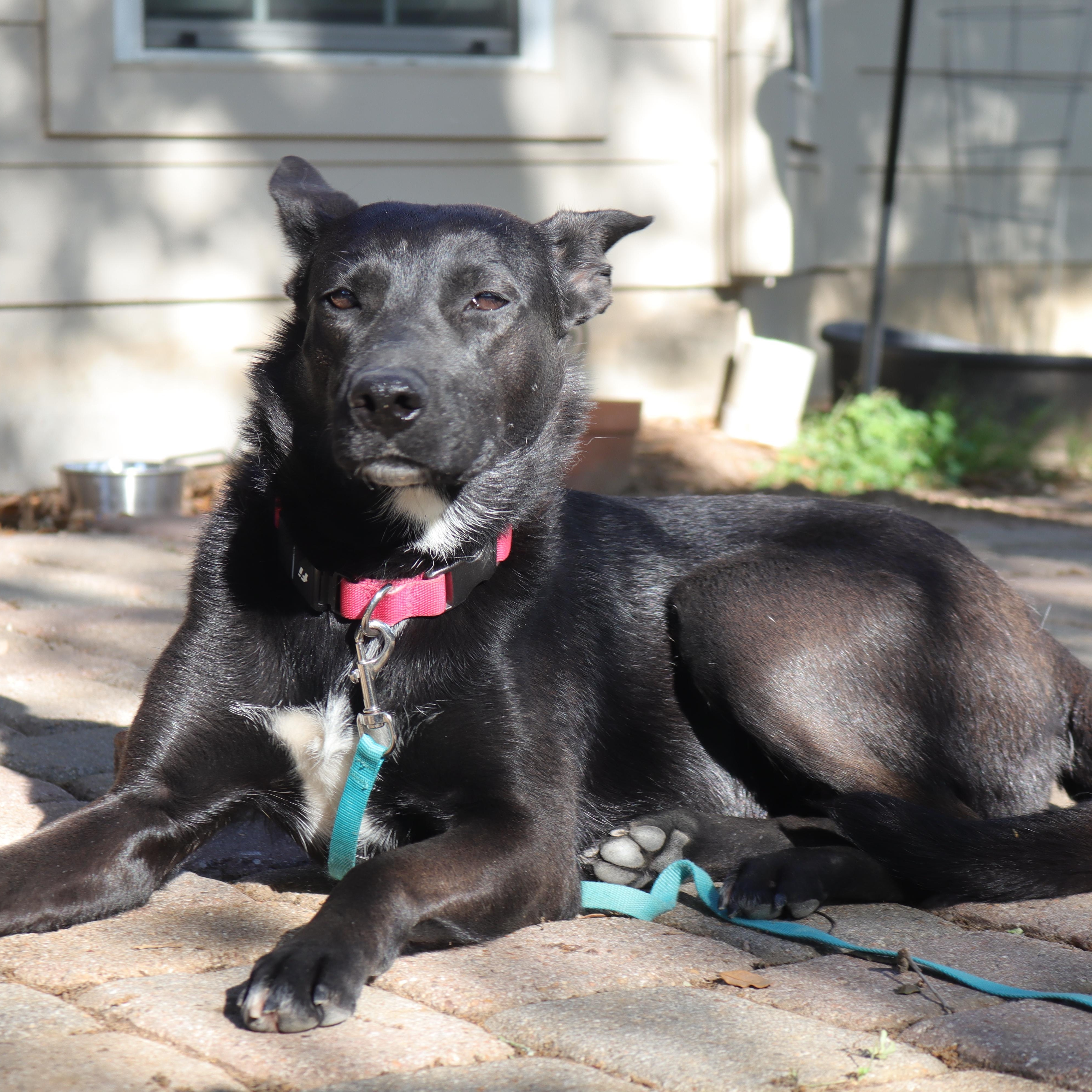Persephone, Adult Female German Shepherd Dog