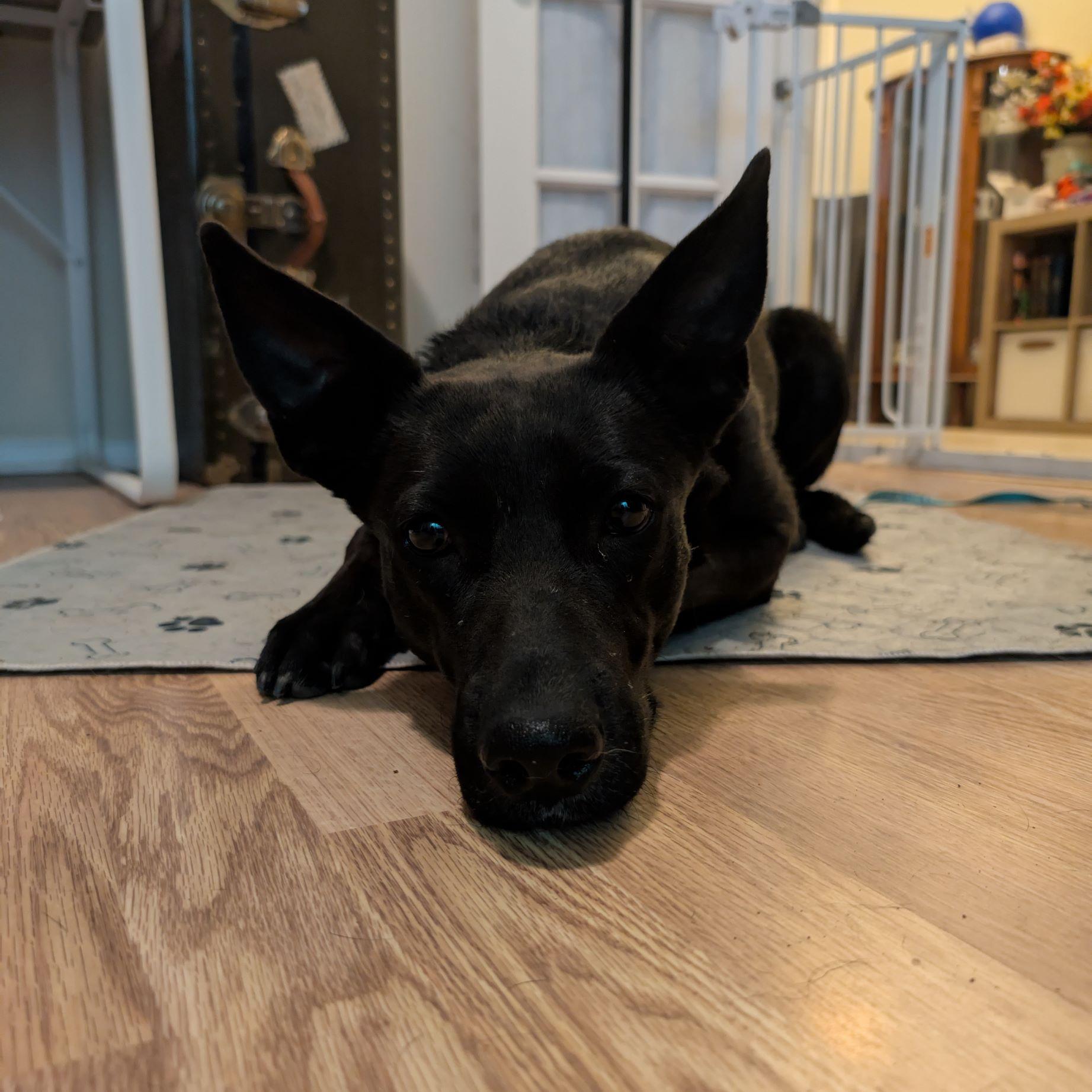 Enlarge Persephone, a Adoptable mixed breed in Austin, TX image 4/6