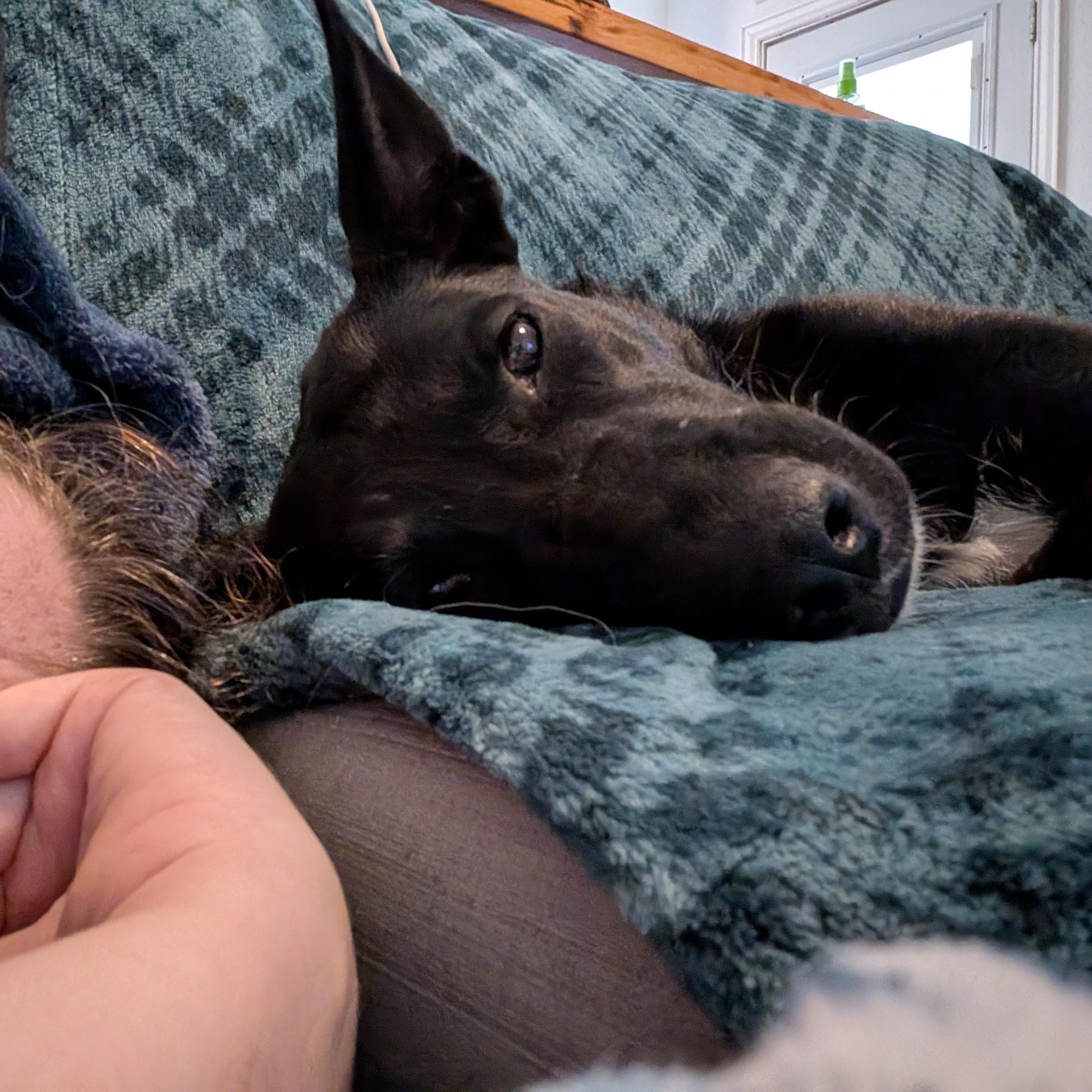 Enlarge Persephone, a Adoptable mixed breed in Austin, TX image 2/6