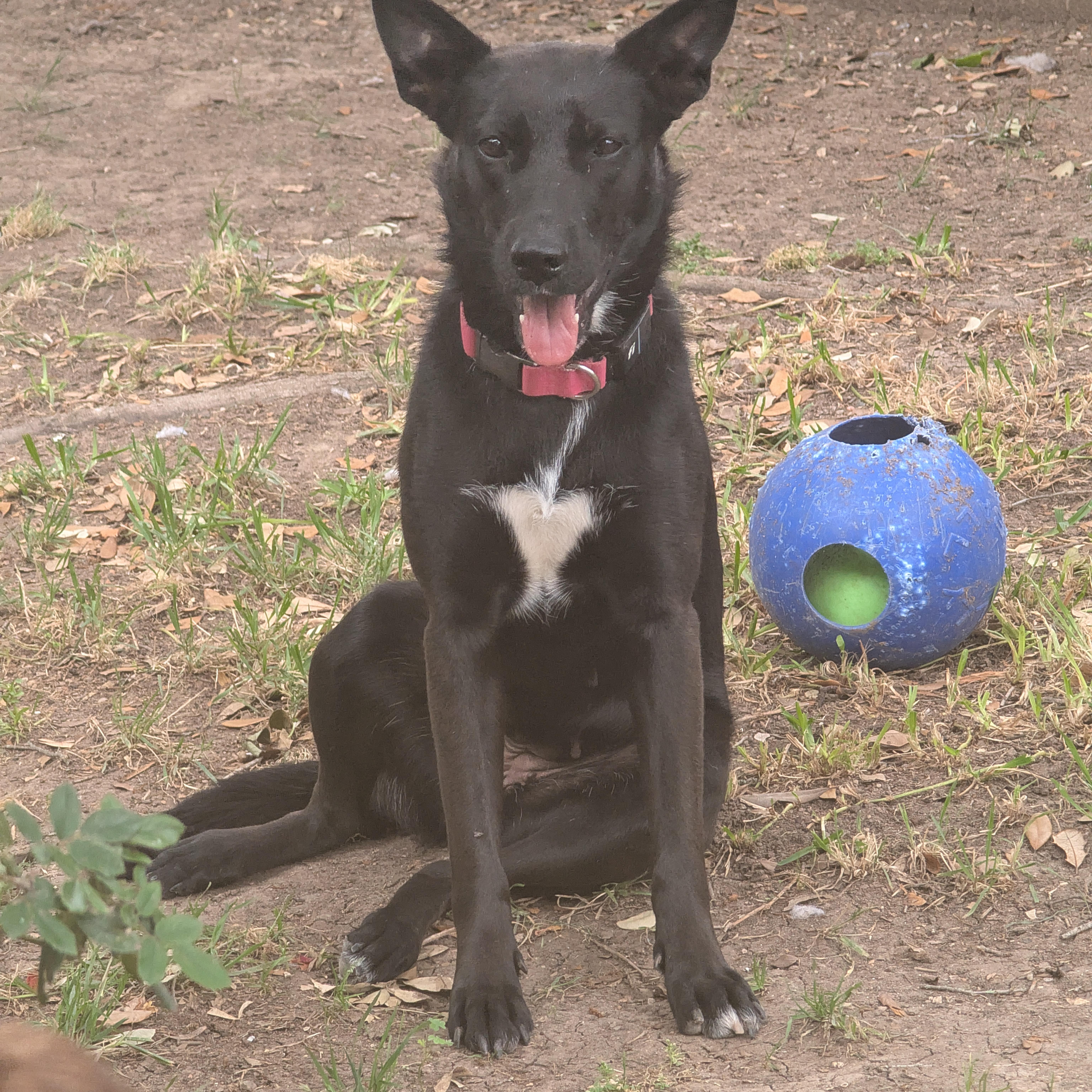 Enlarge Persephone, a Adoptable mixed breed in Austin, TX image 3/6
