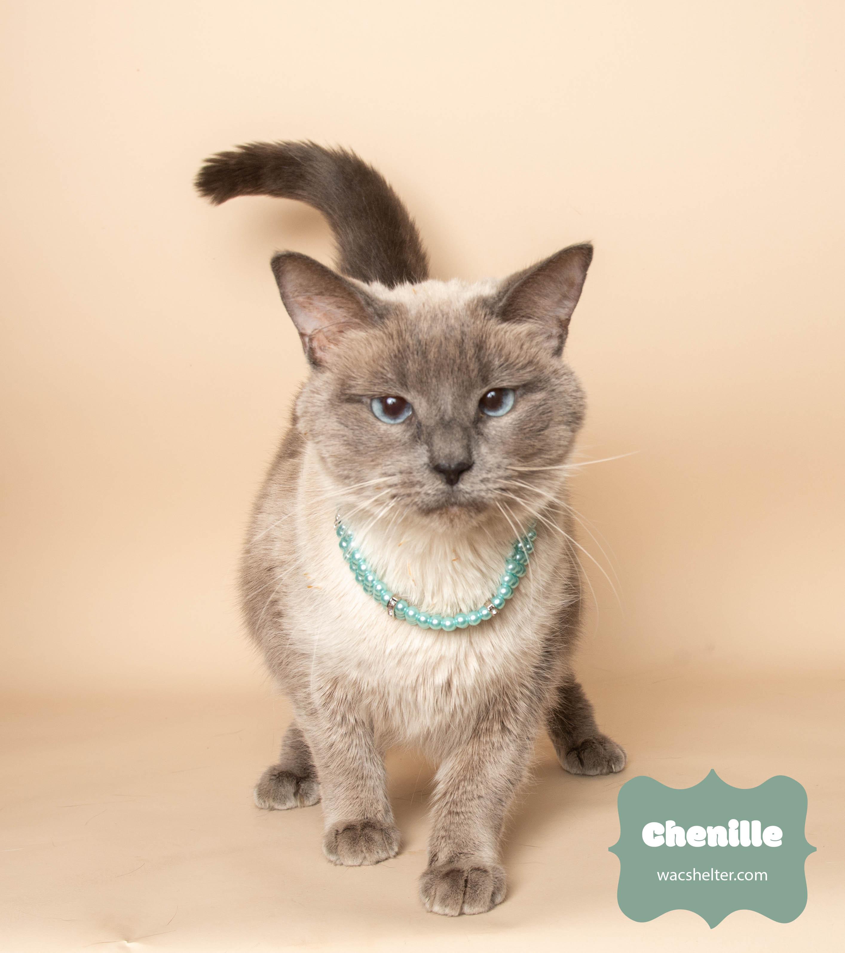 CHENILLE, ADOPTABLE, Adult Female Siamese.