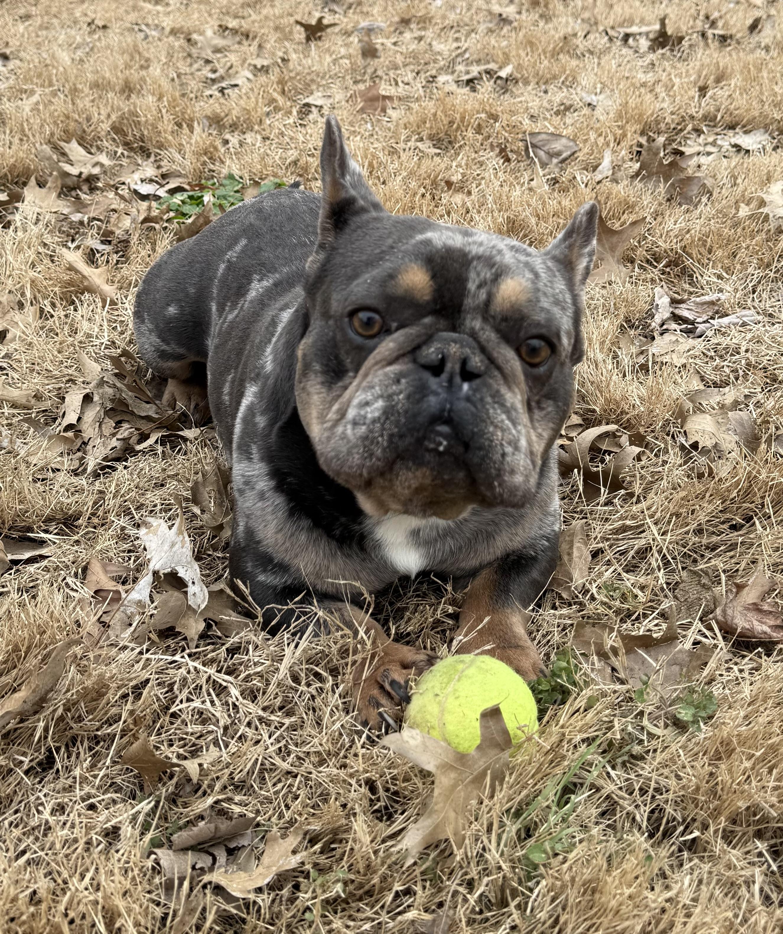 Cooper, ADOPTABLE, Young Male French Bulldog.