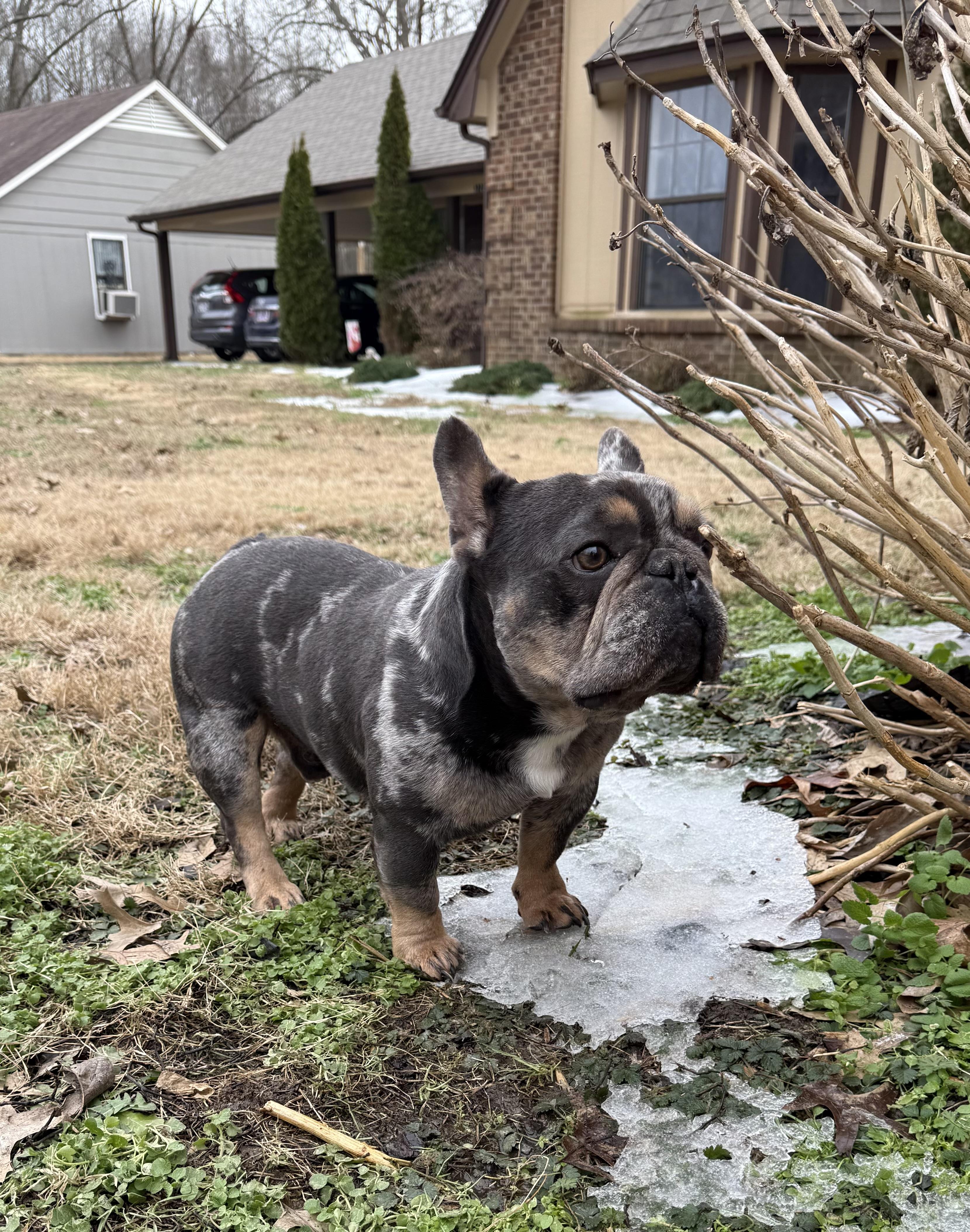 Enlarge Cooper, a ADOPTABLE French Bulldog in Middletown , CT image 2/2