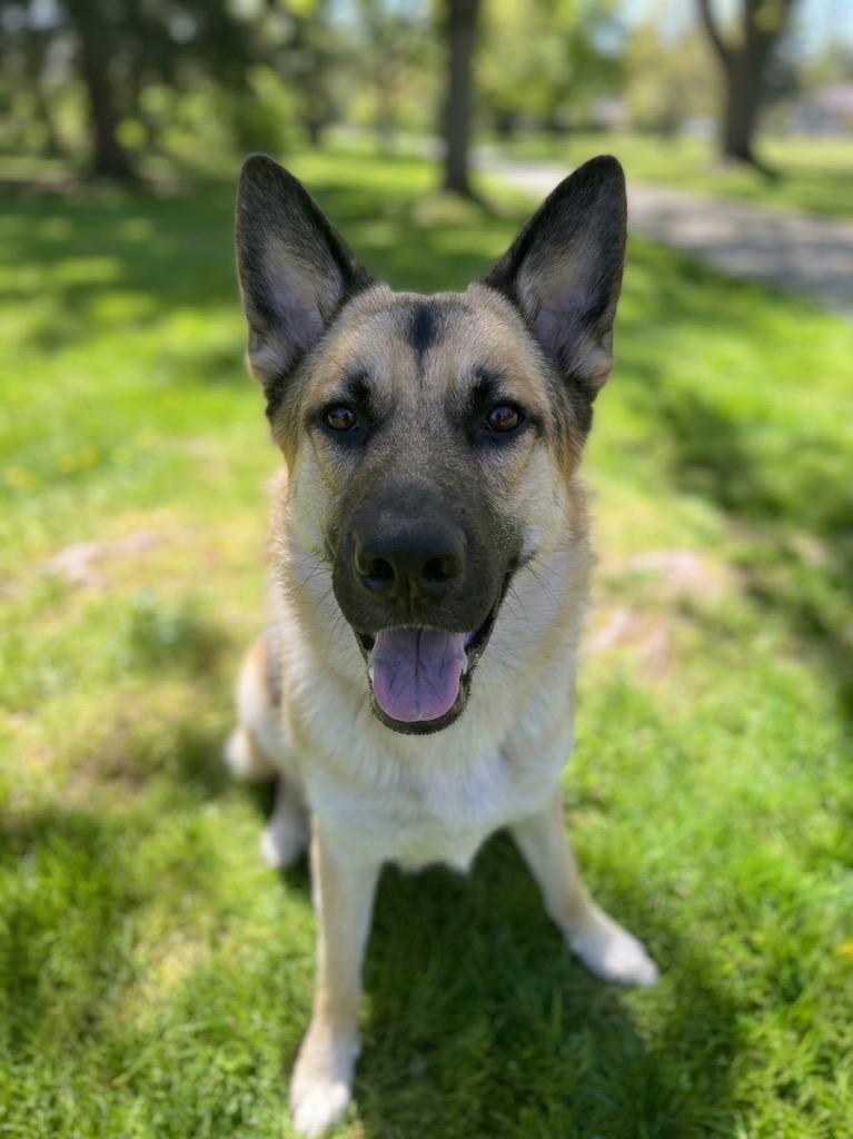 Enlarge Rocky, a Adoptable mixed breed in Vashon, WA image 1/1