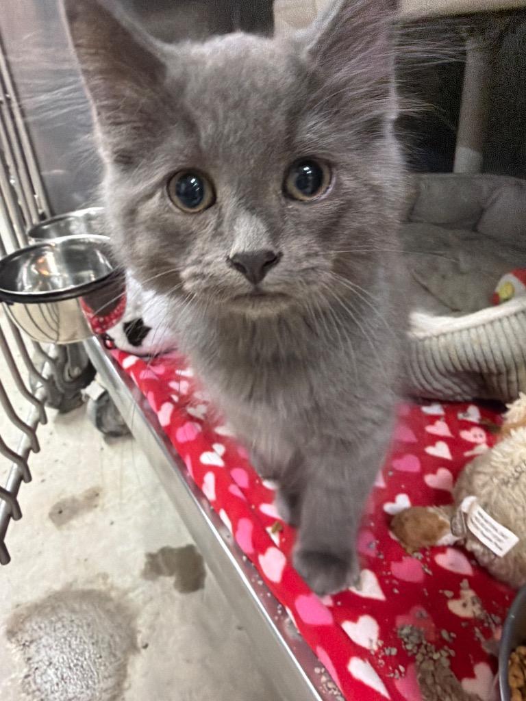Timber, Adopted, Kitten Male Domestic Long Hair.