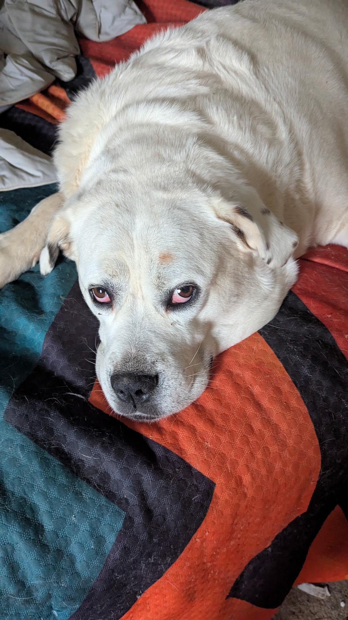 Enlarge Lady Spot, a ADOPTABLE mixed breed in Lexington, KY image 2/2