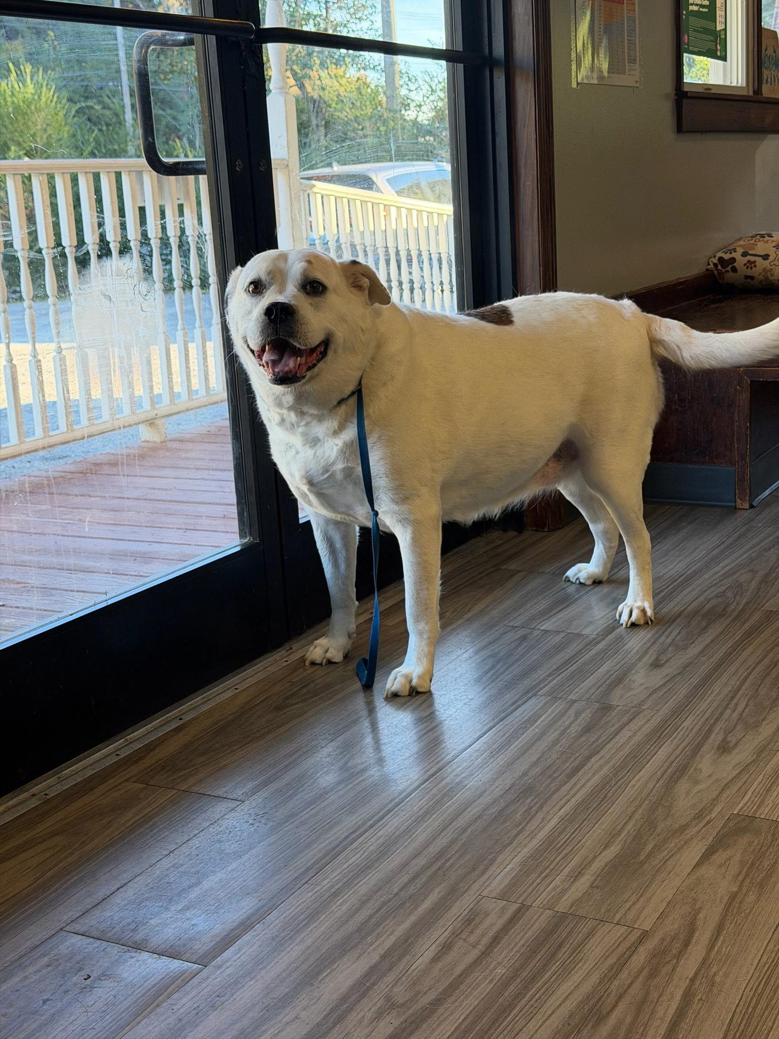 Lady Spot, ADOPTABLE, Adult Female Labrador Retriever & Beagle.