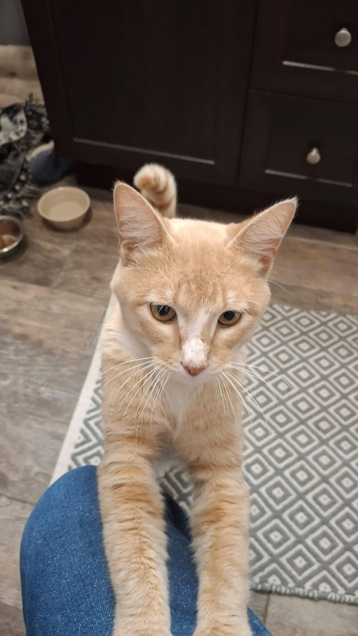Goose, Adopted, Young Male Domestic Short Hair.