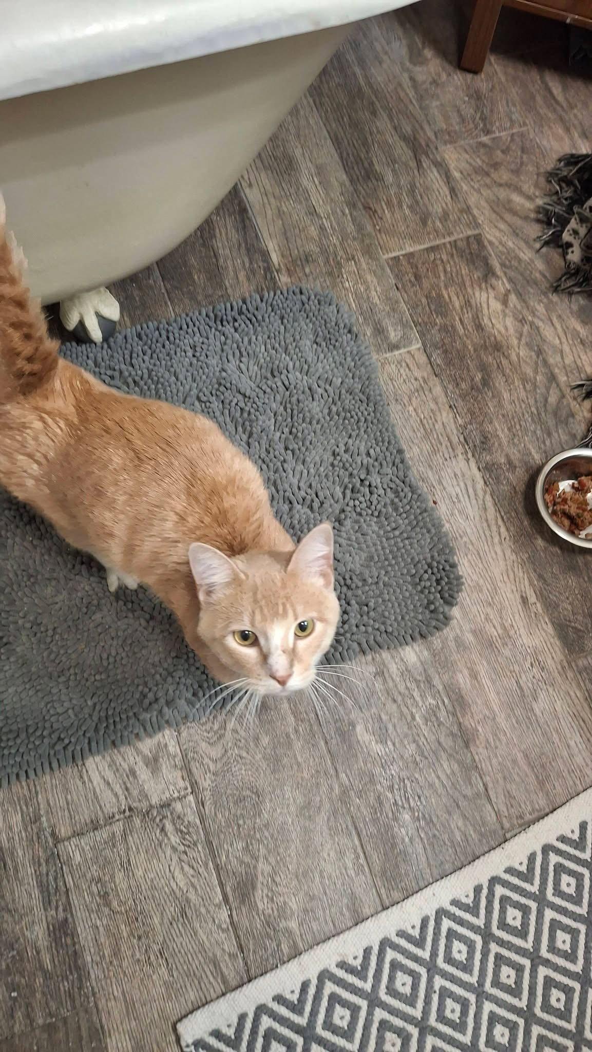 Enlarge Goose, a Adopted Domestic Short Hair in Bangs, TX image 2/2