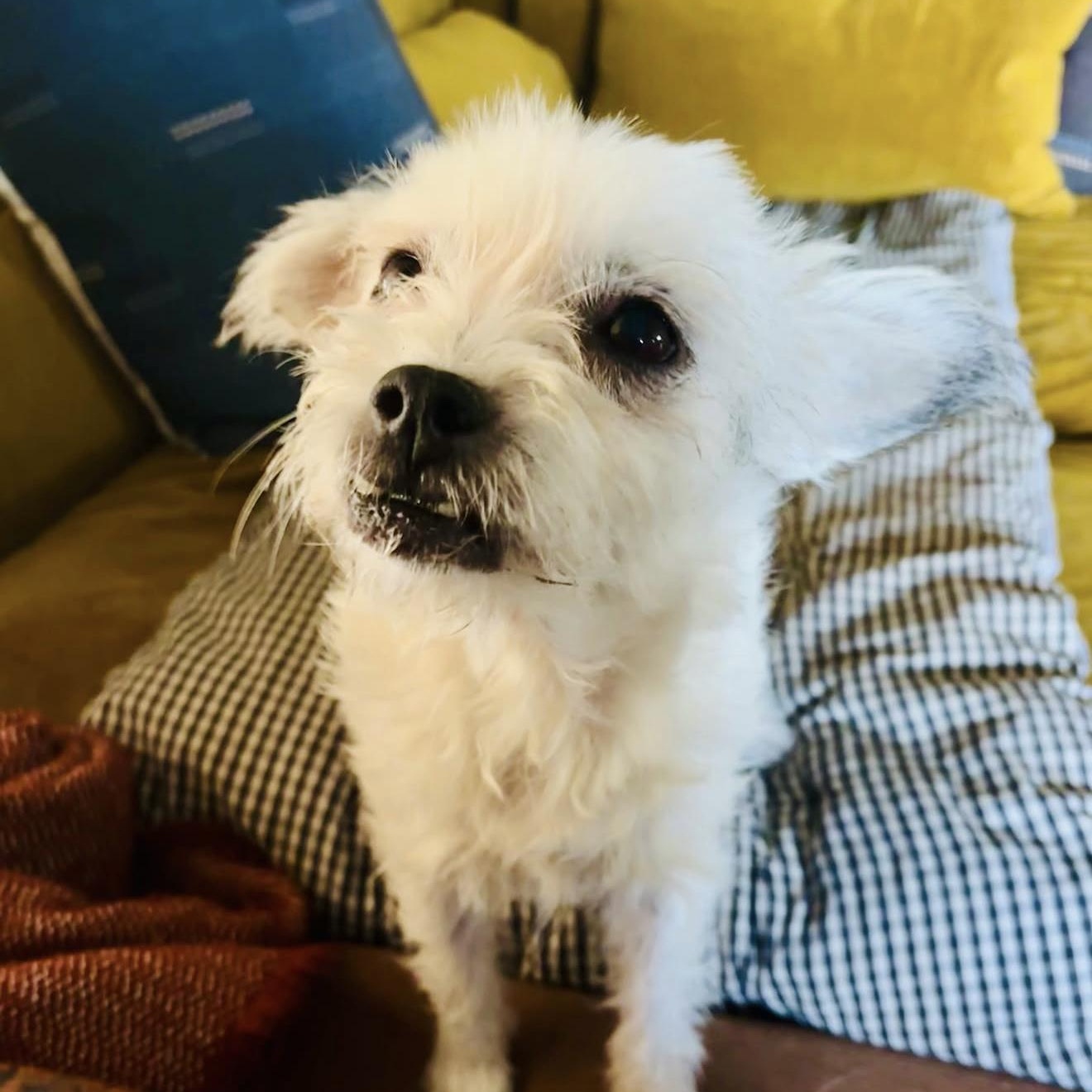 Gertie, ADOPTABLE, Adult Female Mixed Breed.