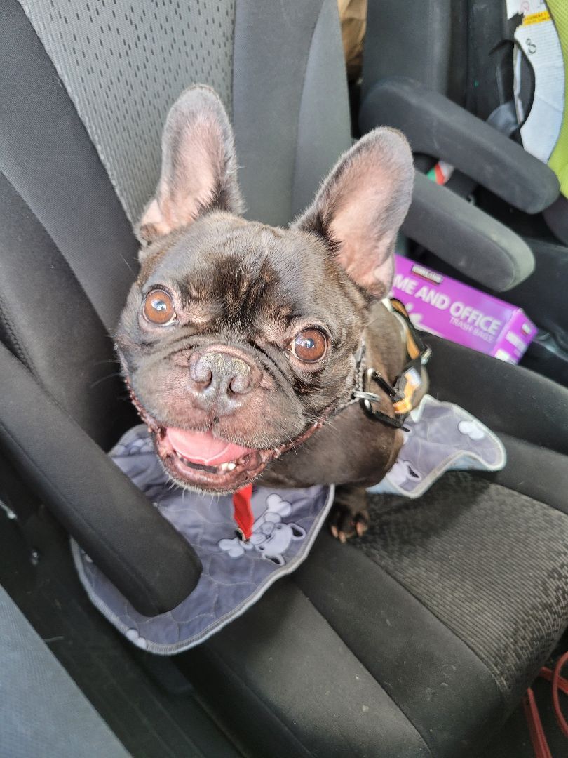 Bosco, a Adoptable French Bulldog in Vancouver, BC image 1/12