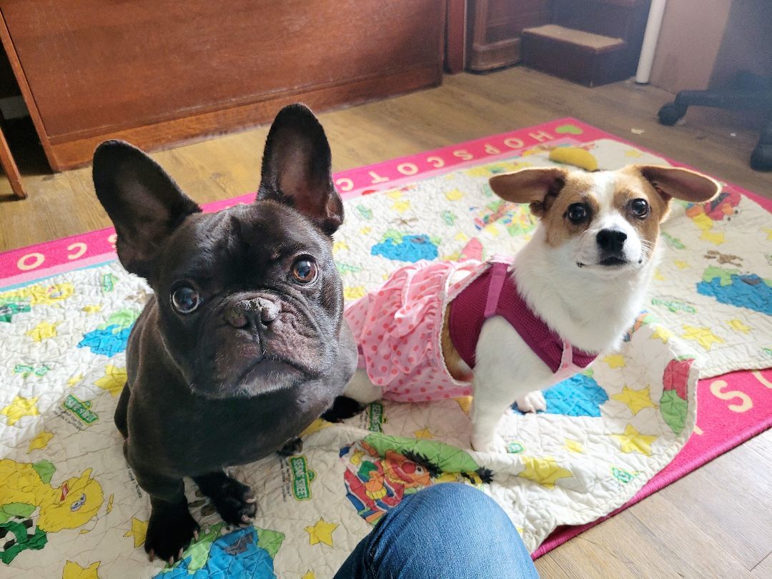 Bosco, Adoptable, Adult Male French Bulldog.