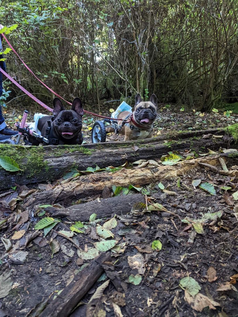 Bosco, a Adoptable French Bulldog in Vancouver, BC image 3/12