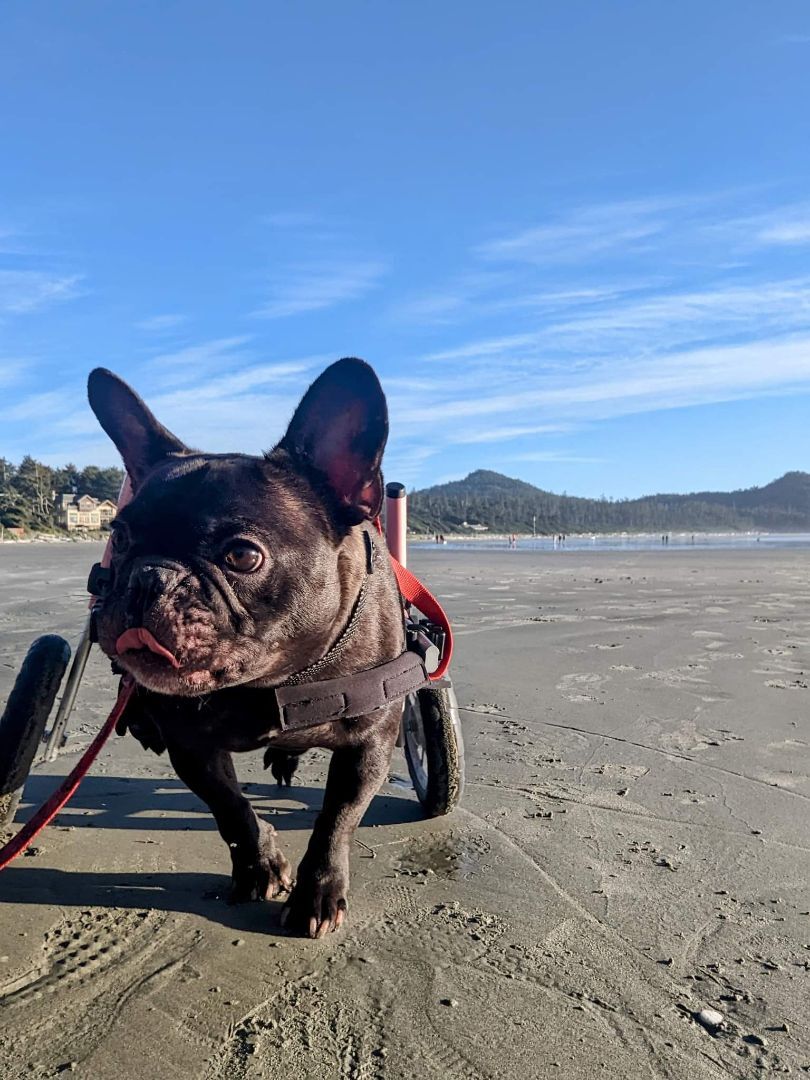 Bosco, a Adoptable French Bulldog in Vancouver, BC image 4/12