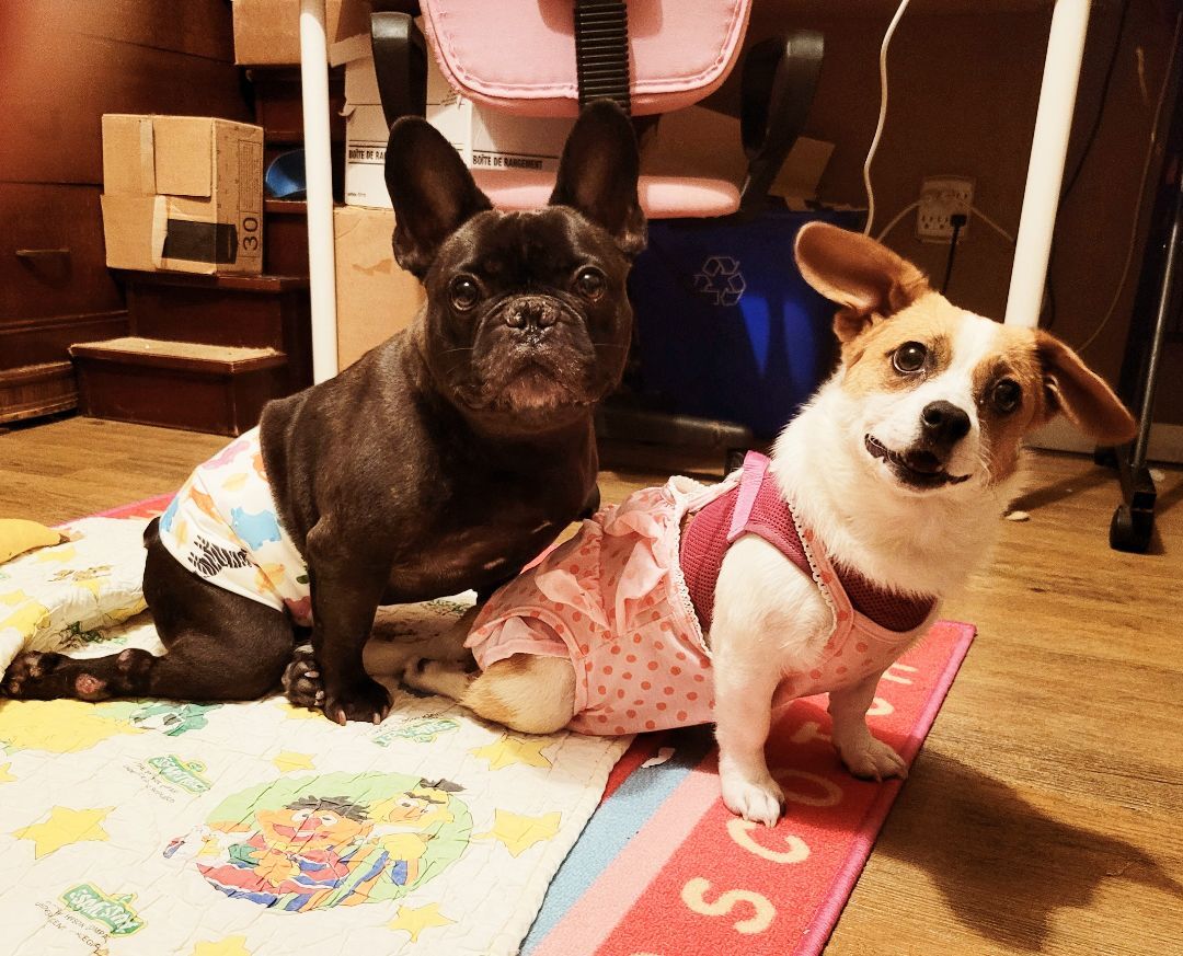 Bosco, a Adoptable French Bulldog in Vancouver, BC image 6/12