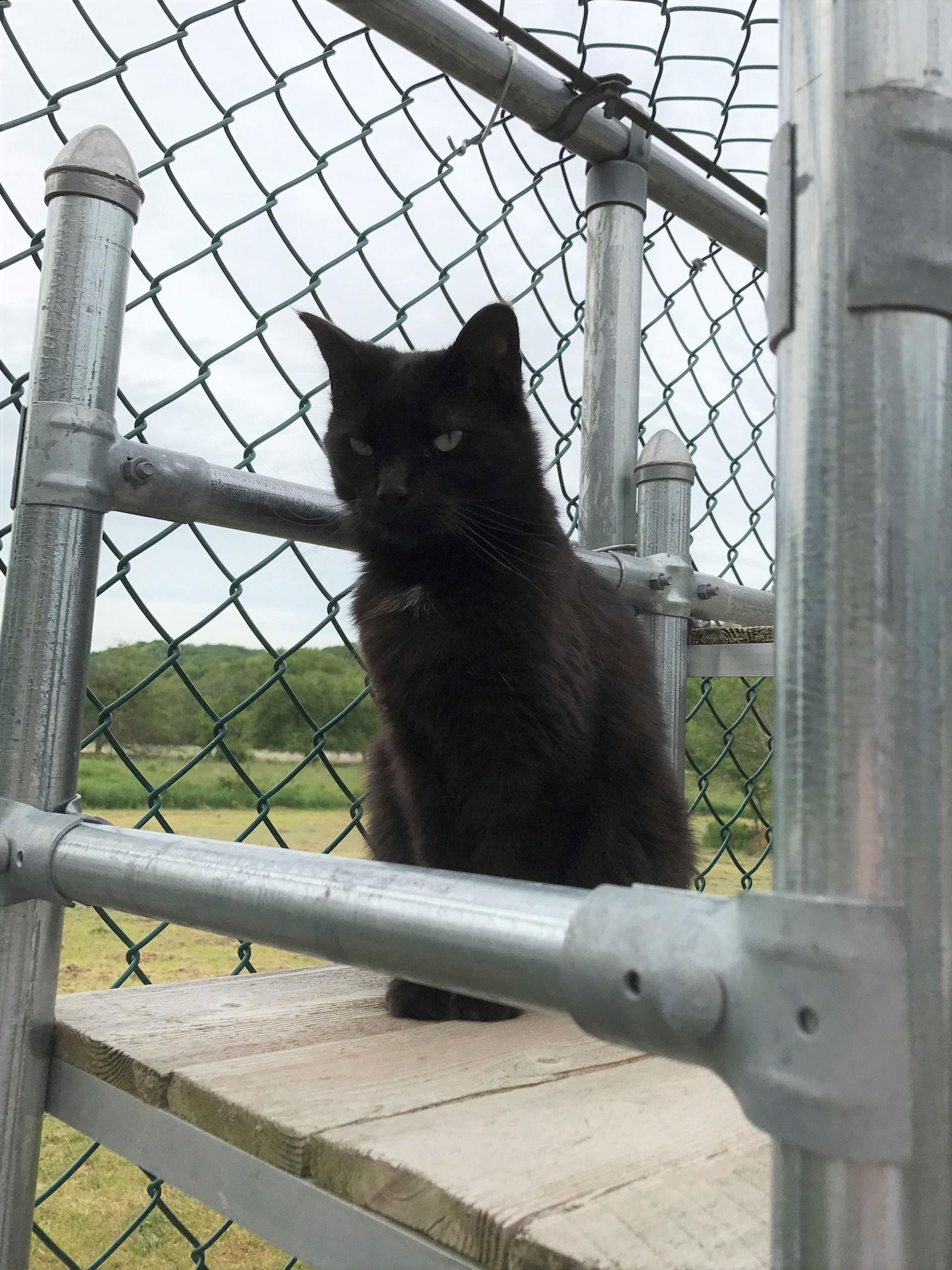 Charolette — thumbnail 2