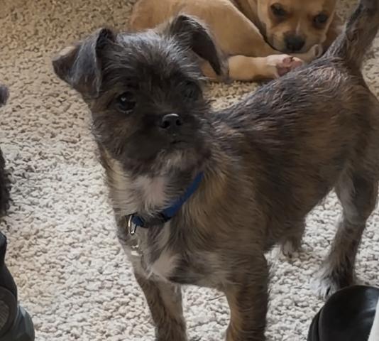 Jasper, ADOPTABLE, Puppy Male Shih Tzu & Yorkshire Terrier.