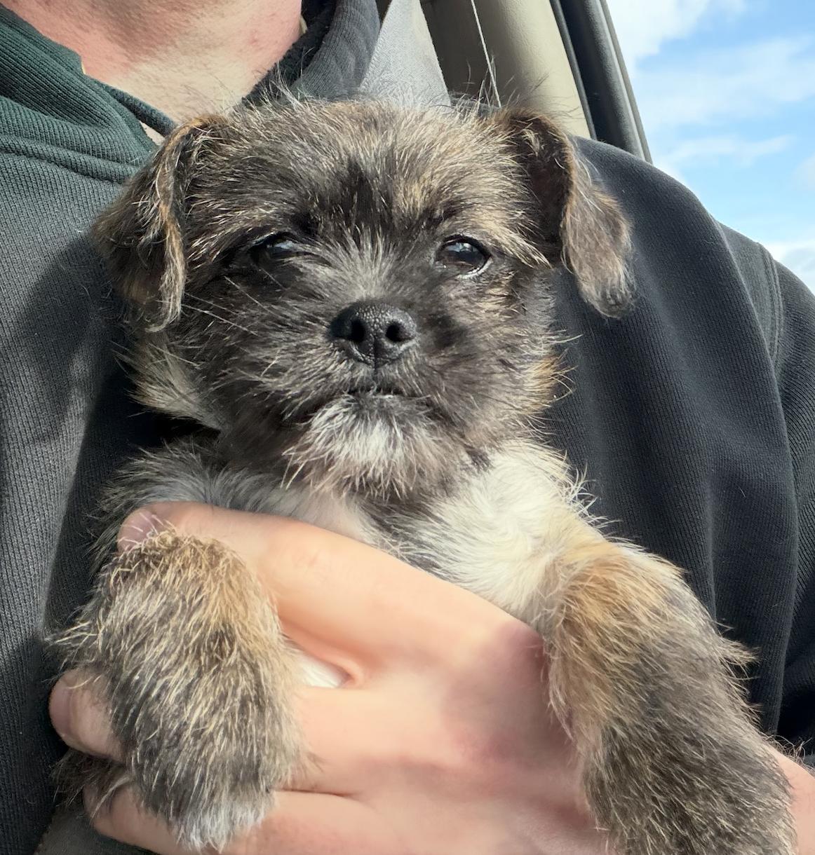 Enlarge Jasper, a ADOPTABLE mixed breed in Puyallup, WA image 3/5