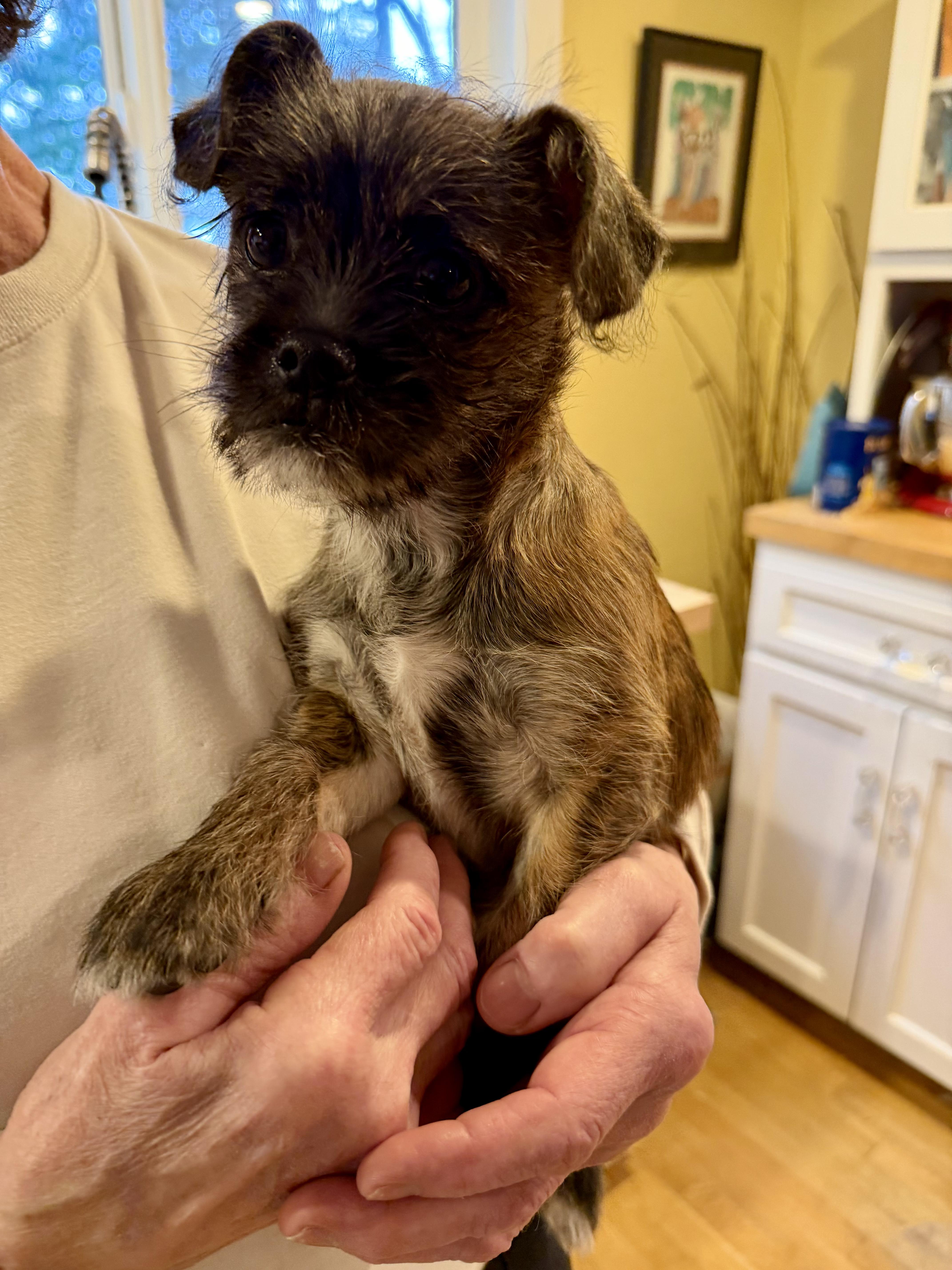 Jasper, ADOPTABLE, Puppy Male Shih Tzu & Yorkshire Terrier.