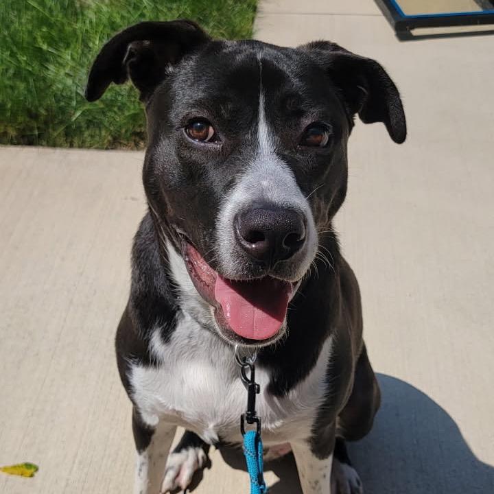 Enlarge Barley, a Adoptable mixed breed in Springboro, OH image 1/2
