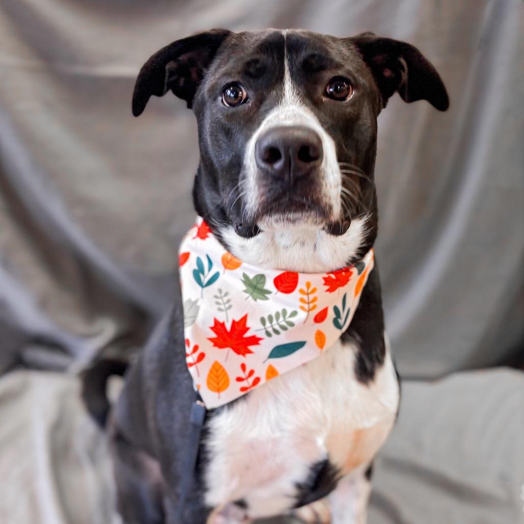 Enlarge Barley, a Adoptable mixed breed in Springboro, OH image 2/2