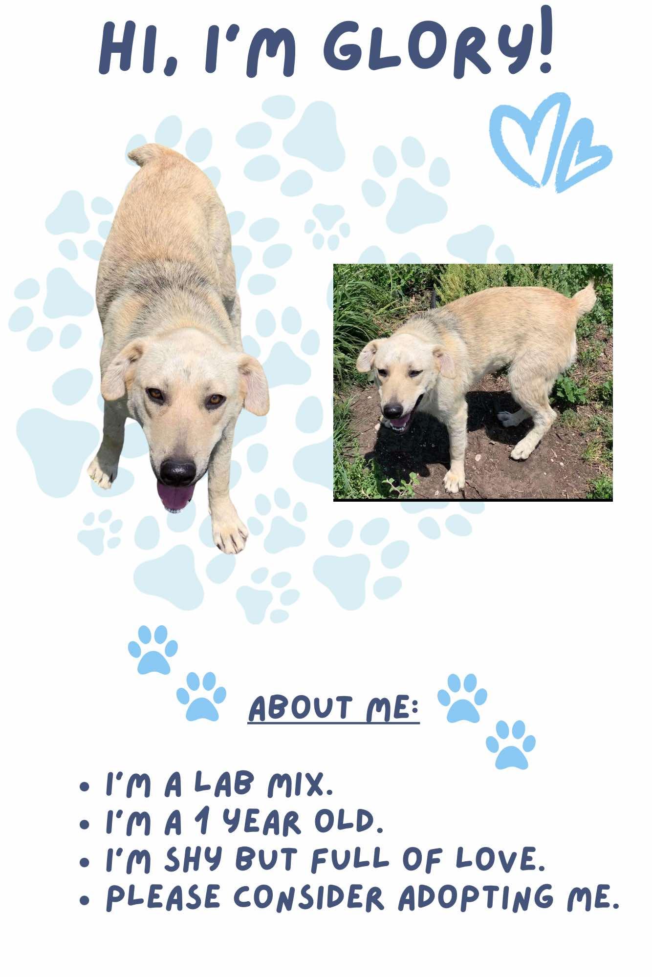 Enlarge Glory, a Adoptable mixed breed in Aulac, NB image 1/1