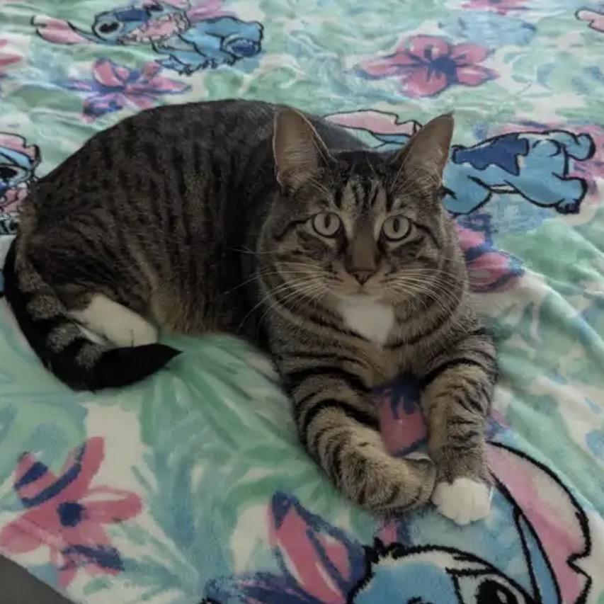 Enlarge Boo-Boo, a Adoptable Domestic Short Hair in Mankato, MN image 1/2