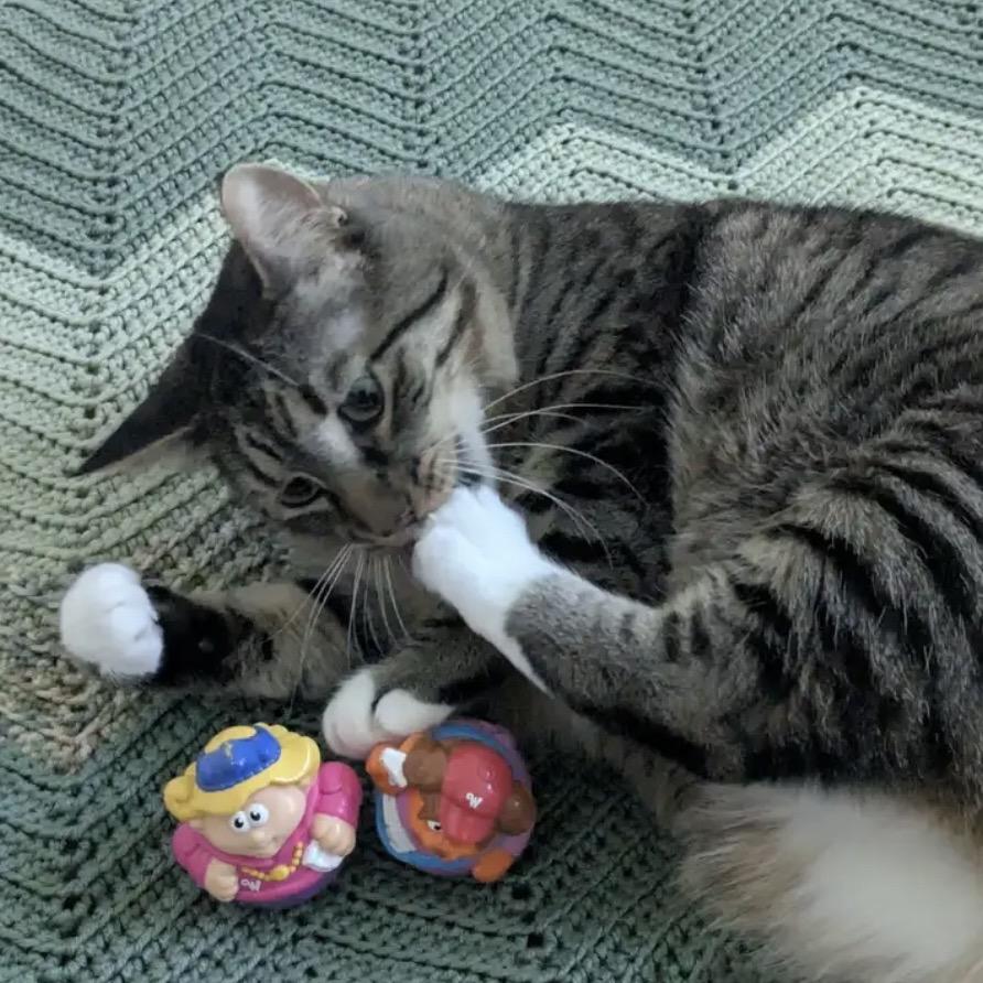 Enlarge Boo-Boo, a Adoptable Domestic Short Hair in Mankato, MN image 2/2